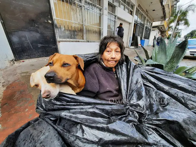 Dù được mời đến ở một nơi tử tế, bà lão này vẫn kiên quyết sống cùng 6 con chó trong chiếc túi rác  - Ảnh 1.