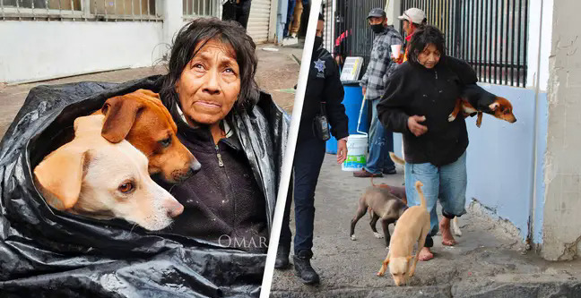 Dù được mời đến ở một nơi tử tế, bà lão này vẫn kiên quyết sống cùng 6 con chó trong chiếc túi rác  - Ảnh 3.