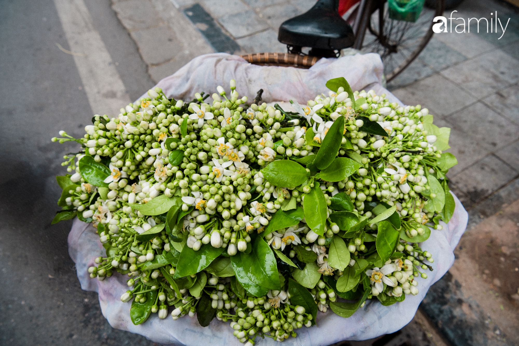 Dân Hà Nội &quot;rộ mốt&quot; mua hoa bưởi cúng Rằm tháng Giêng giá chỉ từ 200.000/kg và mẹo lựa hoa đẹp cả năm tài lộc, hanh thông - Ảnh 6.