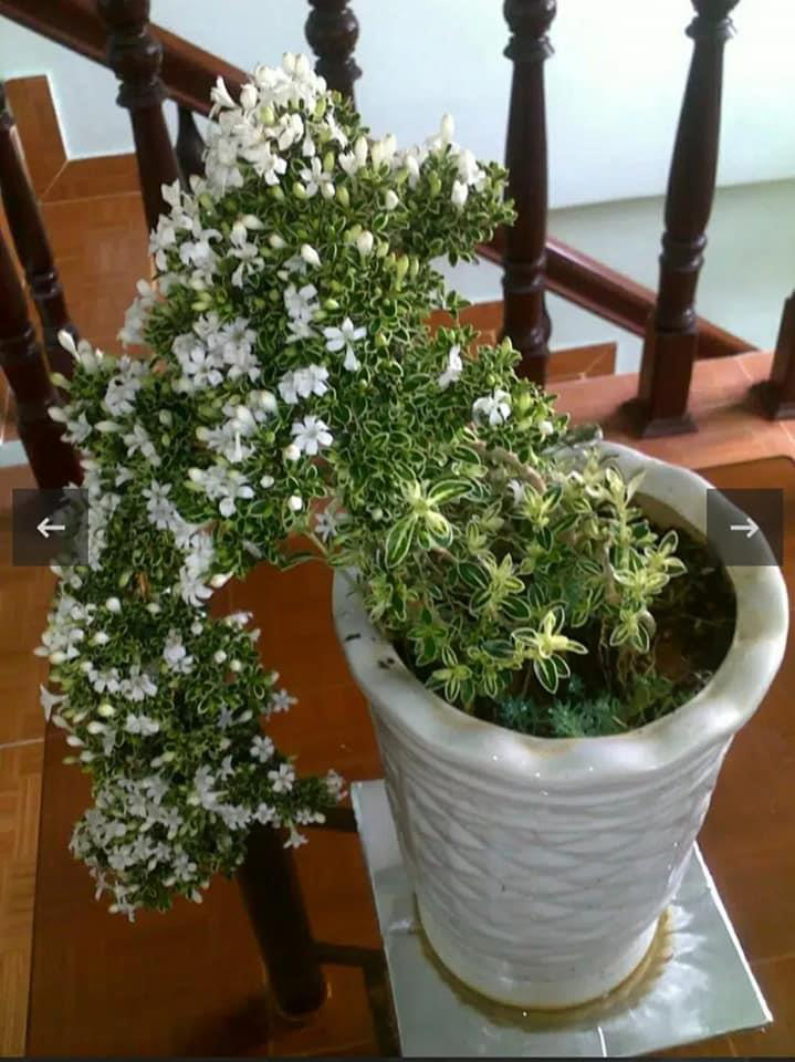 Vườn lan Berry hướng dẫn c&aacute;ch chọn lan cho người mới chơi - Ảnh 1.