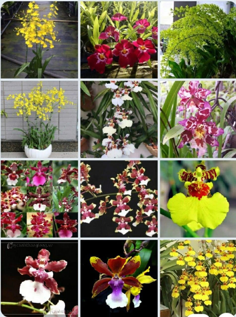 Vườn lan Berry hướng dẫn c&aacute;ch chọn lan cho người mới chơi - Ảnh 2.