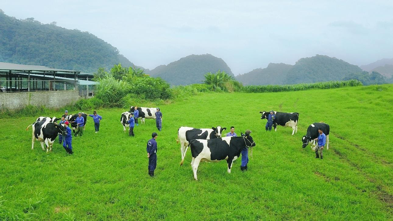 Thiên nhiên đã ưu ái mảnh đất “thiên đường bò sữa” Mộc Châu ra sao?