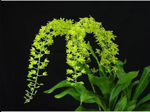 Vườn lan Berry hướng dẫn c&aacute;ch chọn lan cho người mới chơi - Ảnh 3.