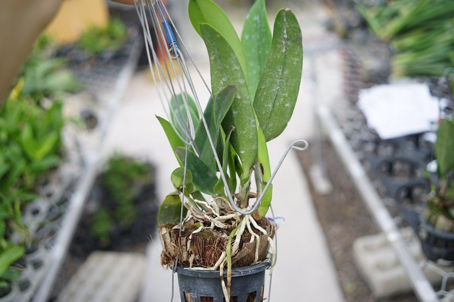 Vườn lan Berry hướng dẫn c&aacute;ch chọn lan cho người mới chơi - Ảnh 4.