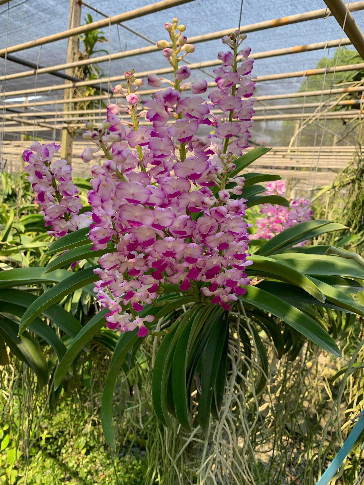 Vườn lan Berry hướng dẫn c&aacute;ch chọn lan cho người mới chơi - Ảnh 5.