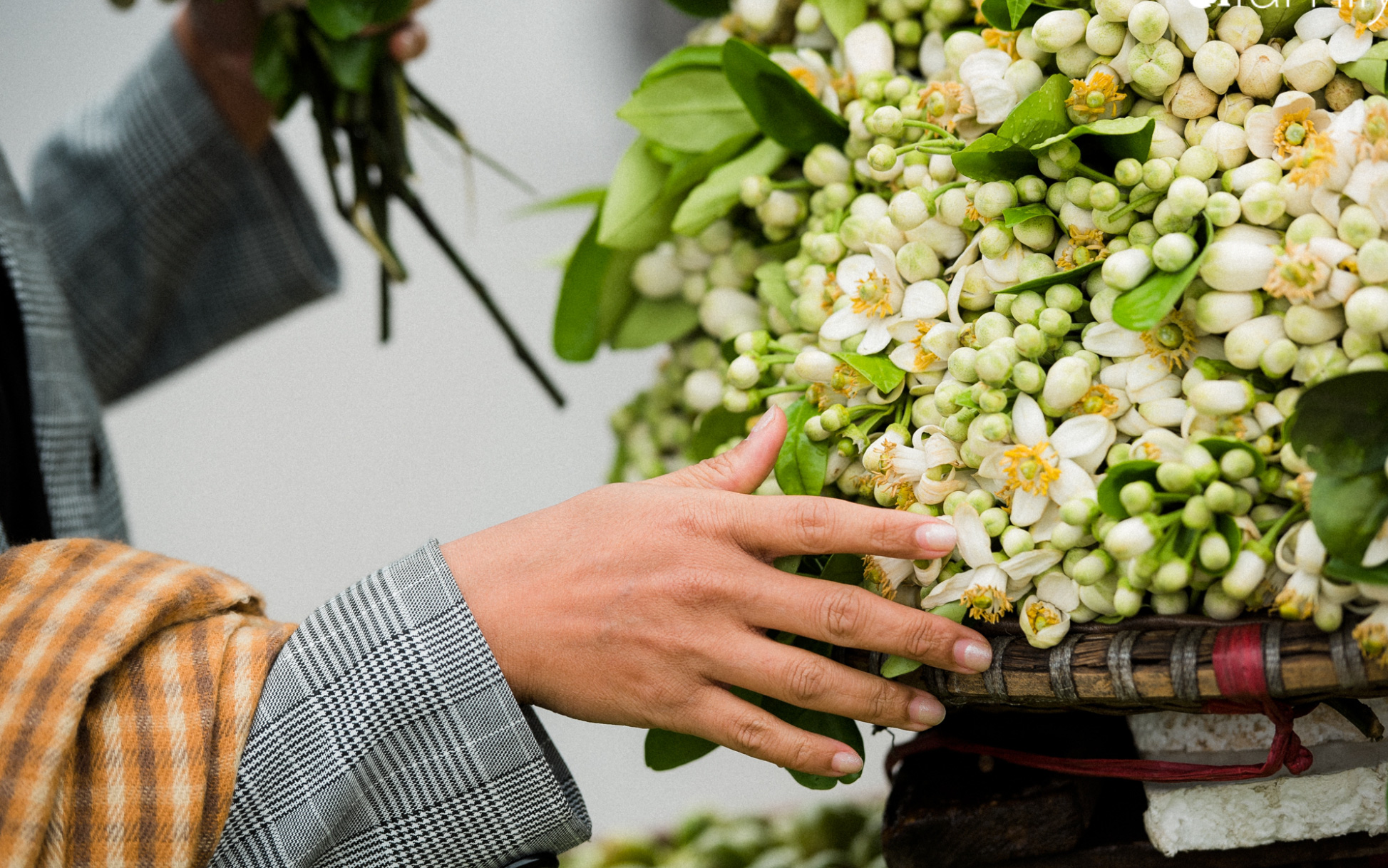 Hoa bưởi thơm ngào ngạt, giá từ 200.000/kg và cách lựa hoa "chuẩn chỉnh"