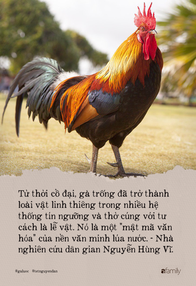 Lý do gà luộc là món không được phép thiếu trong mâm cỗ Việt, kén được &quot;kê vương&quot; từng khiến NSND Lê Khanh phải xuýt xoa thì cả năm may mắn, sung túc - Ảnh 3.