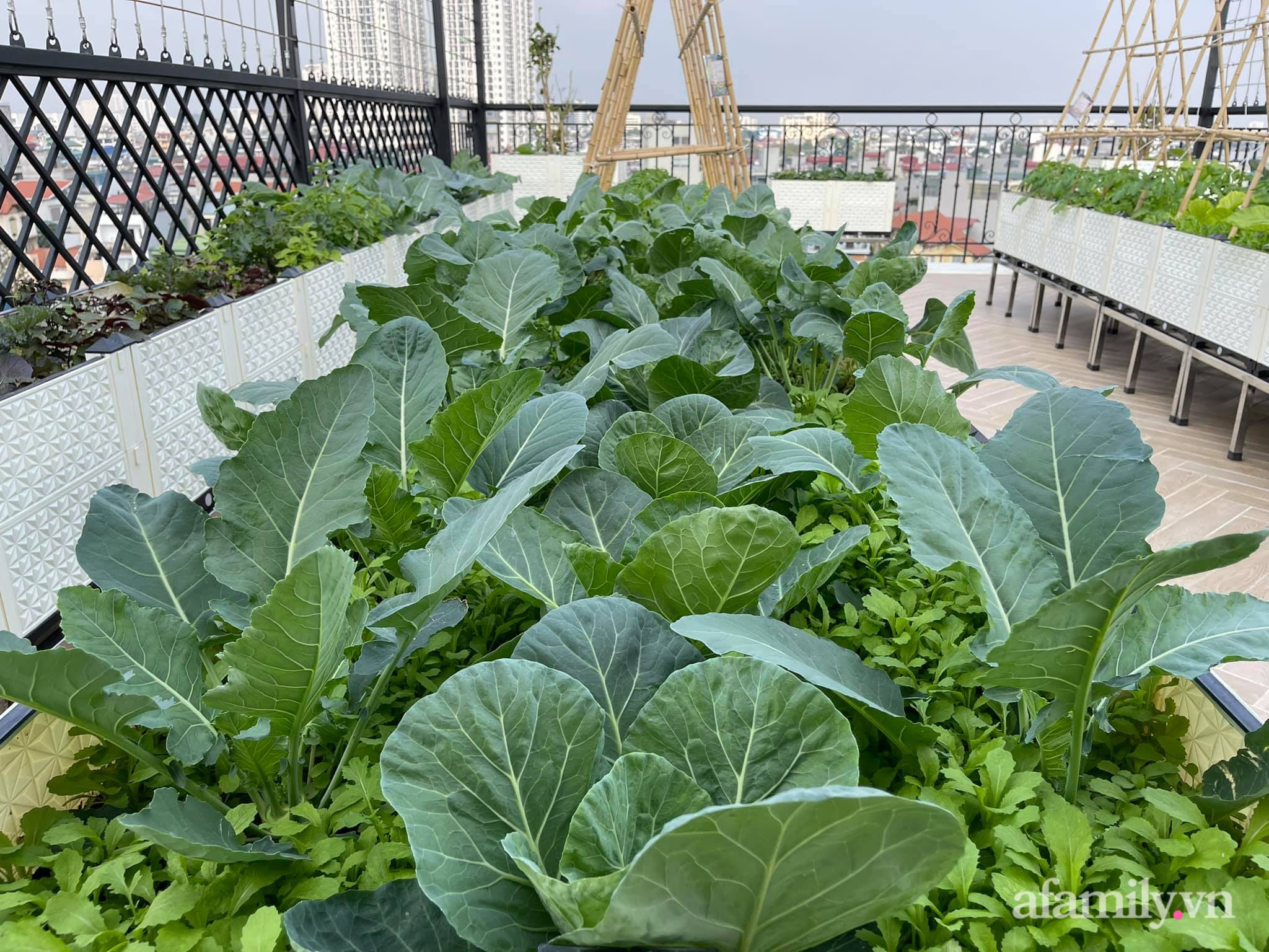 Sân thượng 83m² phủ kín rau quả sạch chỉ sau gần 1 tháng gieo trồng của cô giáo về hưu ở Hà Nội - Ảnh 2.