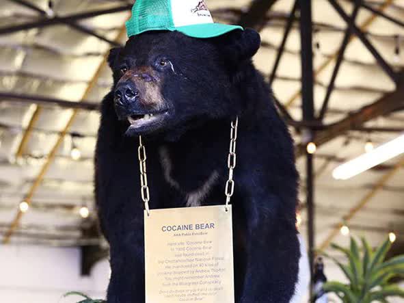 Cocaine Bear: Chuyện về chú gấu đen đủi ăn hết hơn 30 cân ma túy, những gì xảy ra sau đó đã đi vào huyền thoại - Ảnh 2.