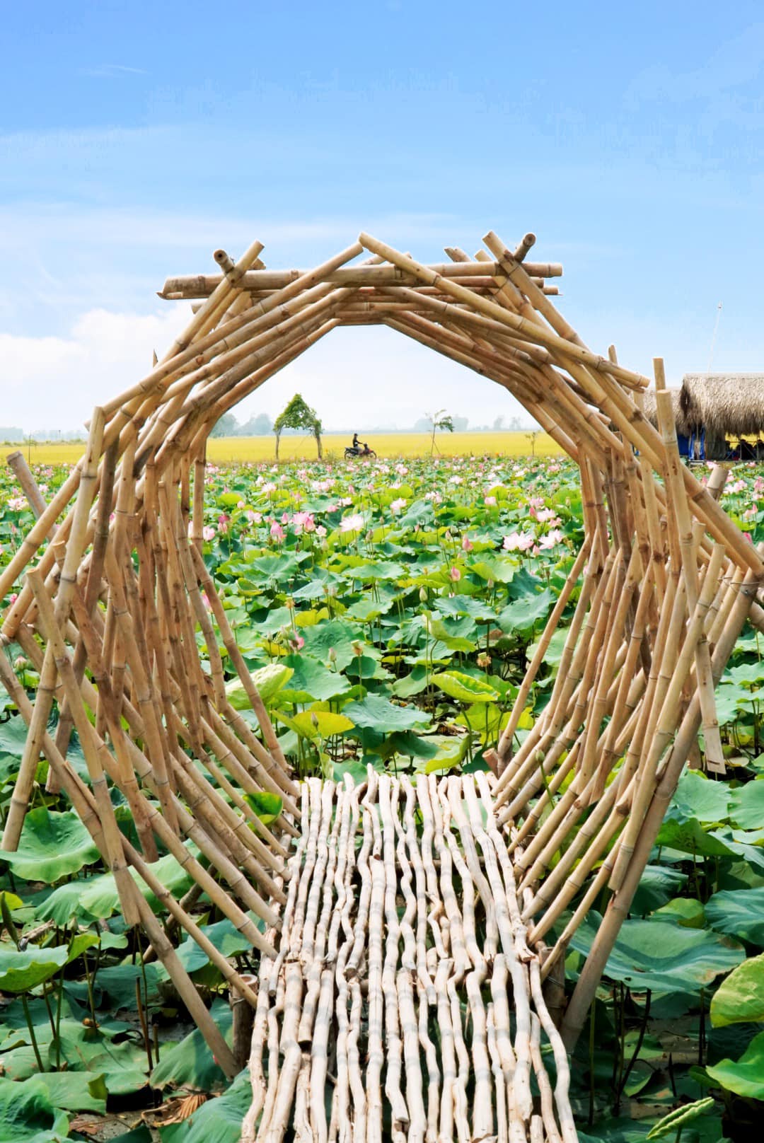 Cánh đồng sen là bức tranh thiên nhiên tuyệt đẹp của Việt Nam với những đóa sen trắng đang nở rực rỡ. Hãy cùng ngắm nhìn hình ảnh về cánh đồng sen và cảm nhận sắc màu thiên nhiên tuyệt vời này.