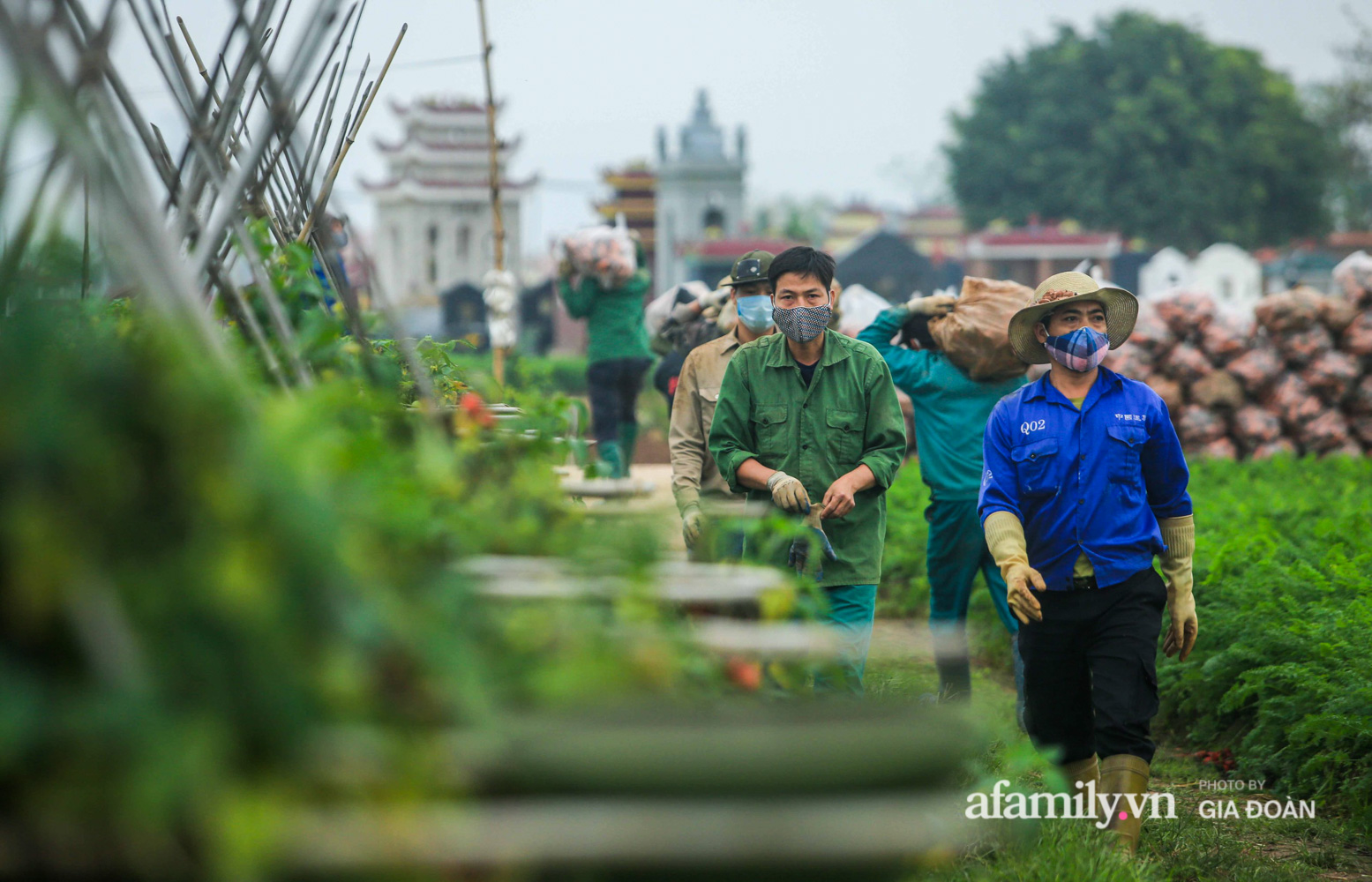 Hối hả đưa nông sản ra thị trường trong ngày đầu hết cách ly, người nông dân ở Hải Dương lạc quan bắt tay vào tái sản xuất - Ảnh 14.