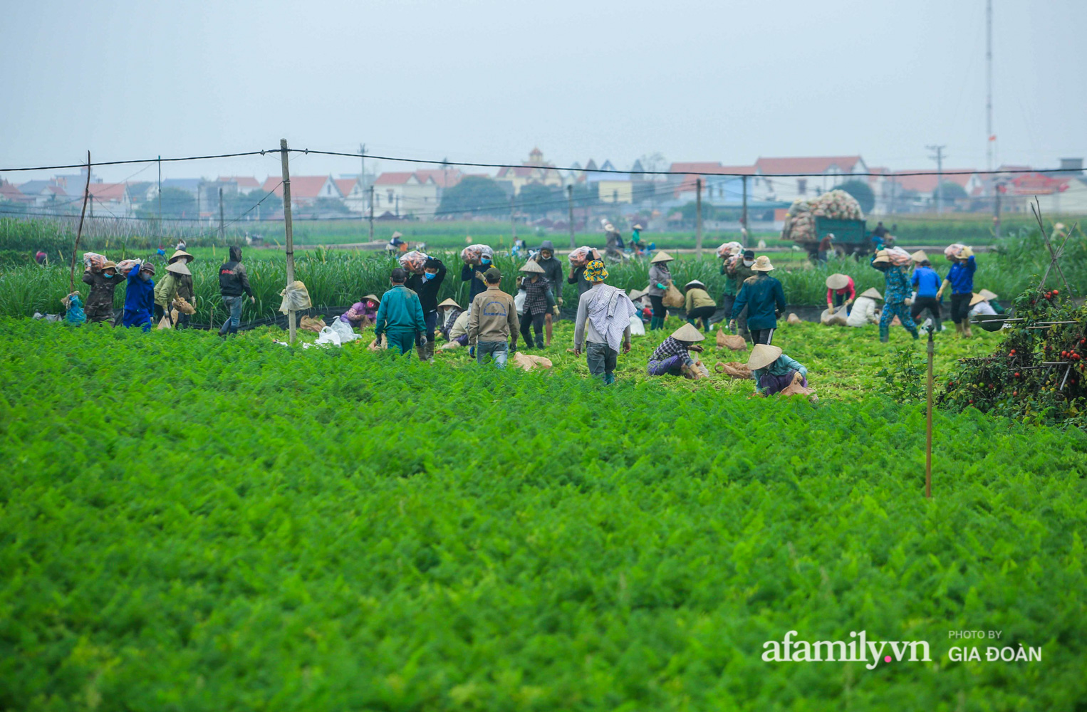 Hối hả đưa nông sản ra thị trường trong ngày đầu hết cách ly, người nông dân ở Hải Dương lạc quan bắt tay vào tái sản xuất - Ảnh 7.