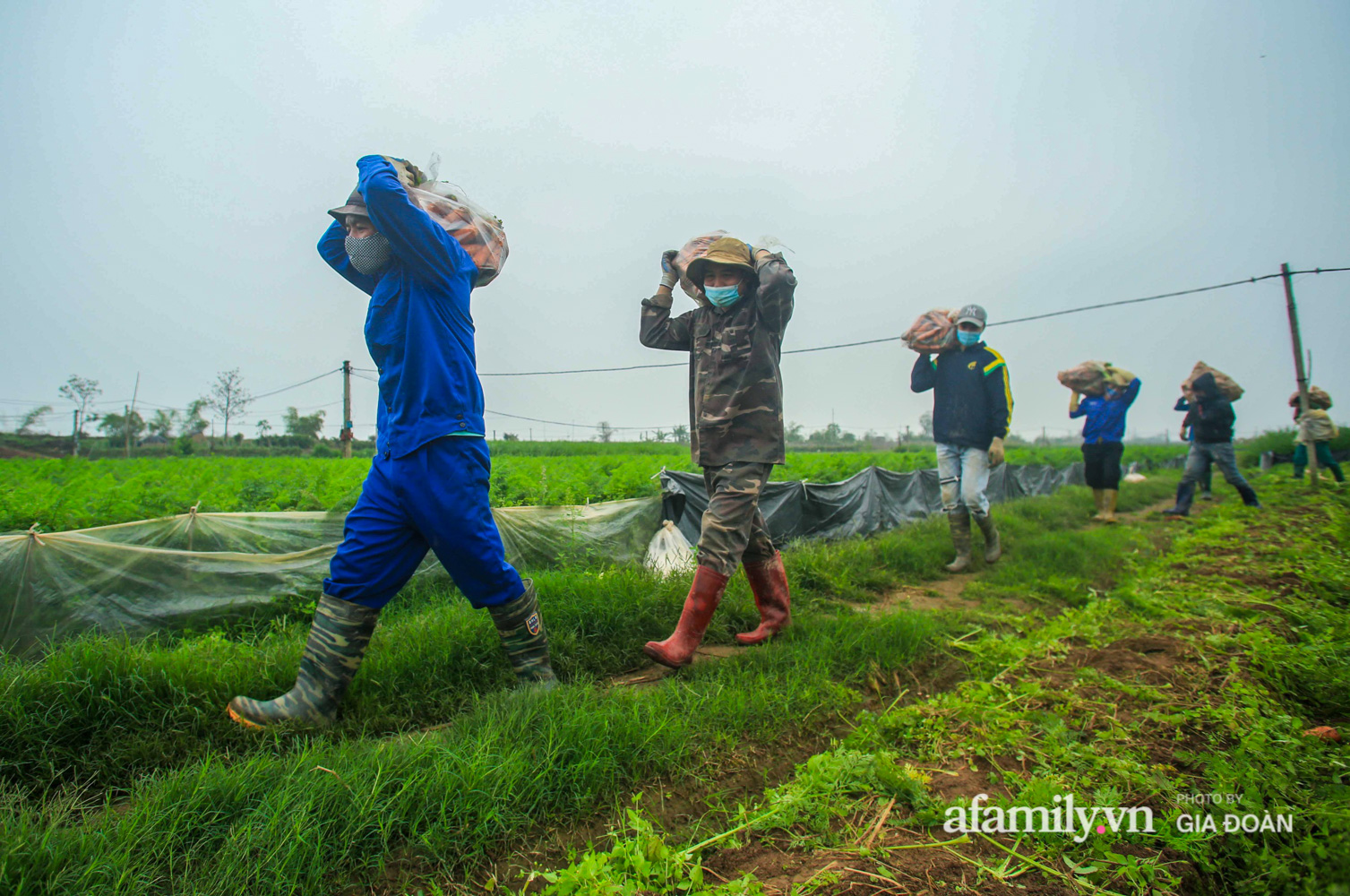 Hối hả đưa nông sản ra thị trường trong ngày đầu hết cách ly, người nông dân ở Hải Dương lạc quan bắt tay vào tái sản xuất - Ảnh 11.