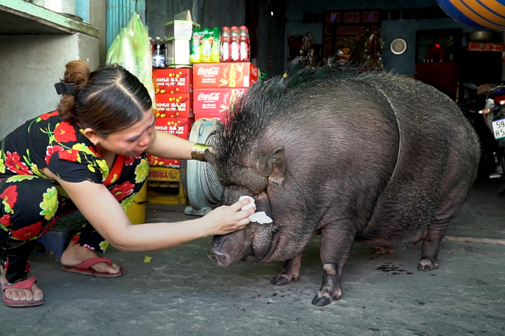 Chú heo rừng nặng 200kg được nuôi làm thú cưng ở Sài Gòn bất ngờ lên báo nước ngoài - Ảnh 1.