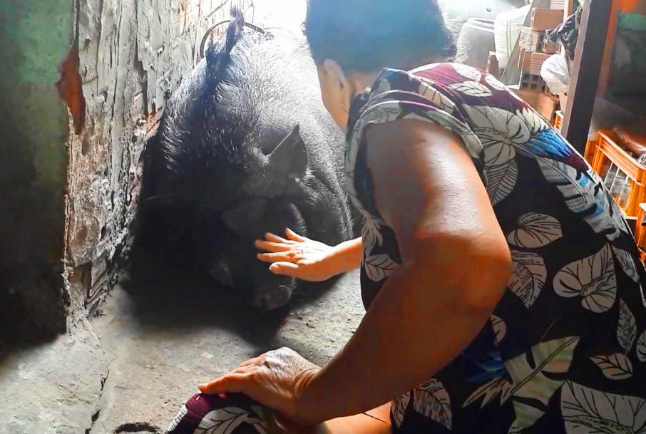 Chú heo rừng nặng 200kg được nuôi làm thú cưng ở Sài Gòn bất ngờ lên báo nước ngoài - Ảnh 2.
