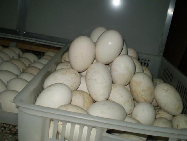 "Cố sống cố chết" ăn cả 100 quả trứng ngỗng trong 3 tháng cuối thai kỳ, vừa sinh con ra bà mẹ liền hối hận - Ảnh 1.