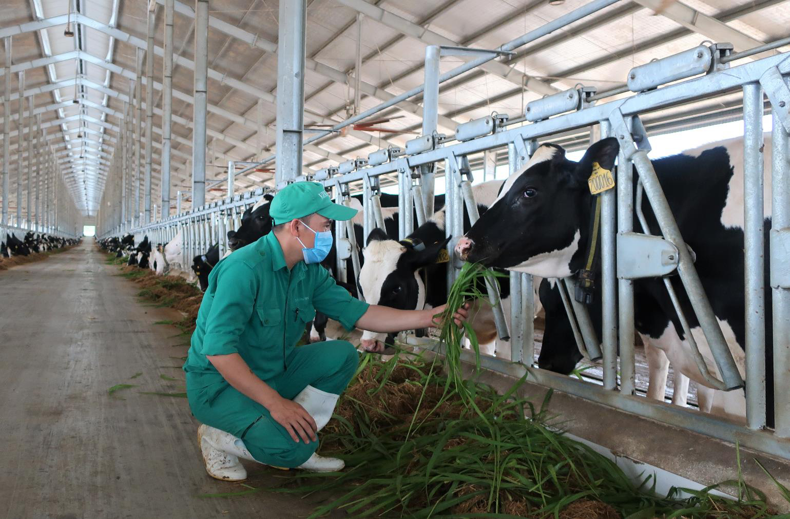 “Tất tần tật” về chế độ chăm sóc đàn bò sữa nhập khẩu tại trang trại Green Farm của Vinamilk - Ảnh 5.