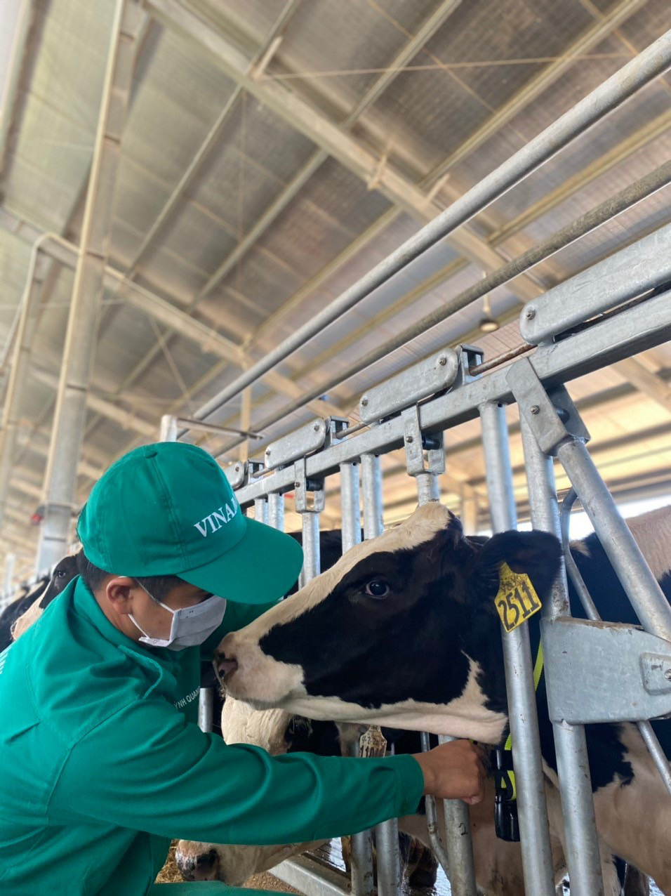 “Tất tần tật” về chế độ chăm sóc đàn bò sữa nhập khẩu tại trang trại Green Farm của Vinamilk - Ảnh 6.