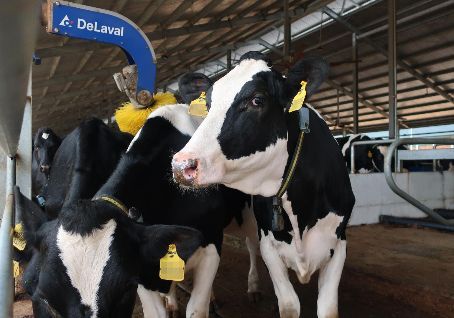 “Tất tần tật” về chế độ chăm sóc đàn bò sữa nhập khẩu tại trang trại Green Farm của Vinamilk - Ảnh 7.
