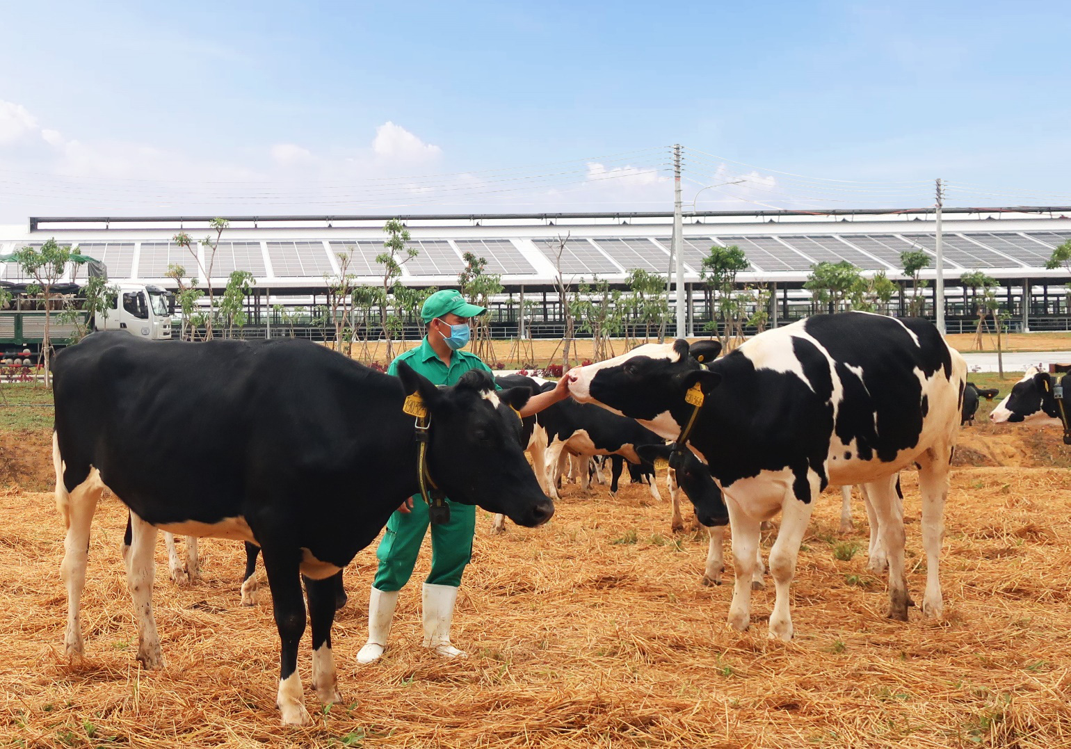 “Tất tần tật” về chế độ chăm sóc đàn bò sữa nhập khẩu tại trang trại Green Farm của Vinamilk - Ảnh 8.