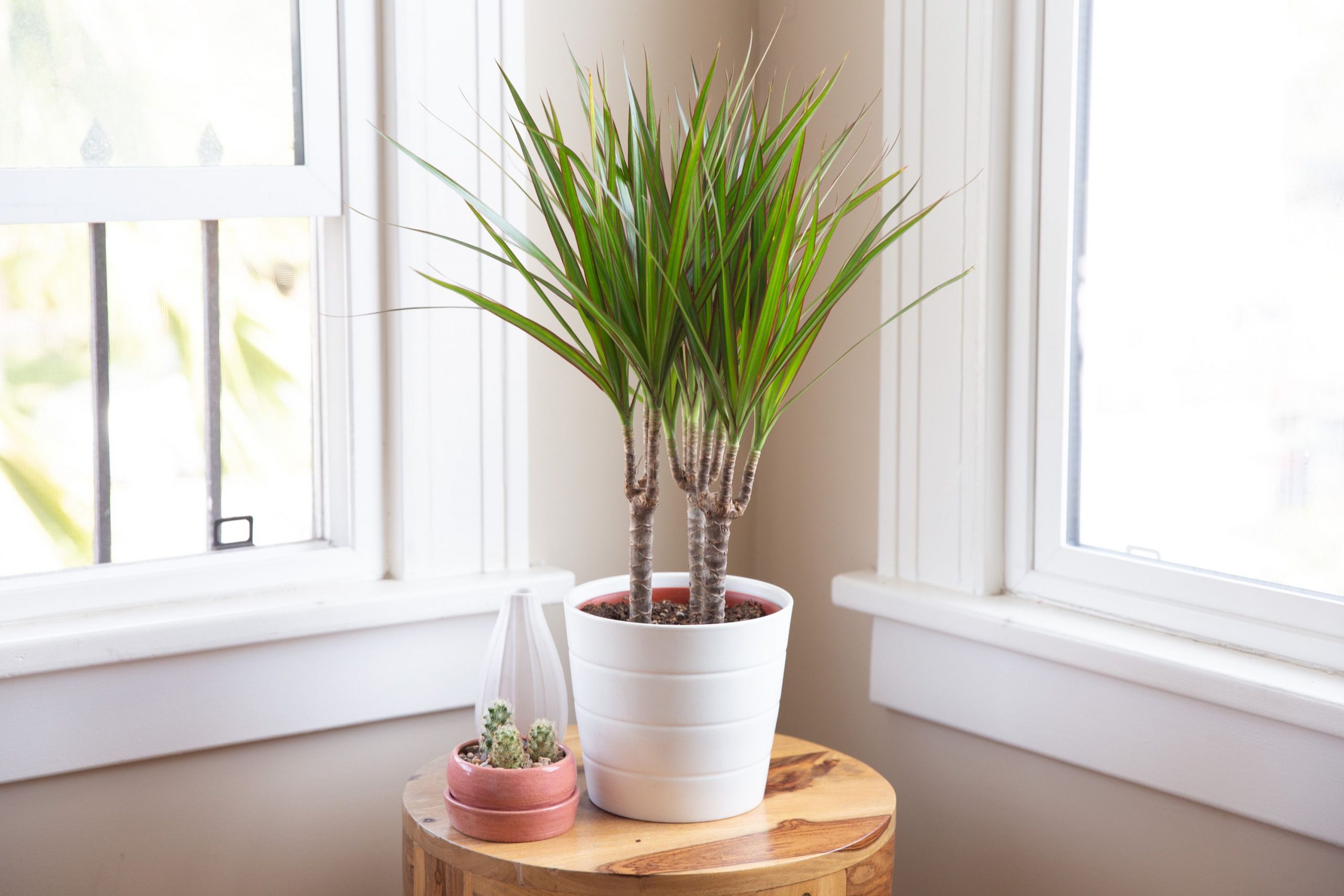 4 types of bonsai SHOULD NOT be placed in the bedroom - Photo 2.