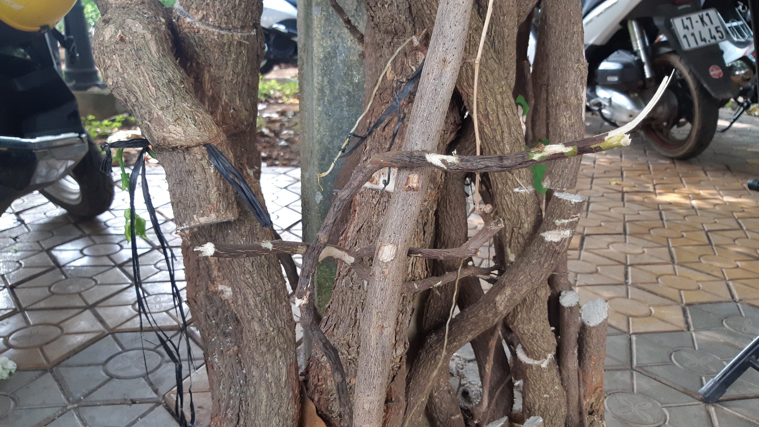 CLIP: X&oacute;t xa gi&agrave;n hoa giấy tuyệt đẹp trong hoa vi&ecirc;n bị cưa hạ - Ảnh 9.