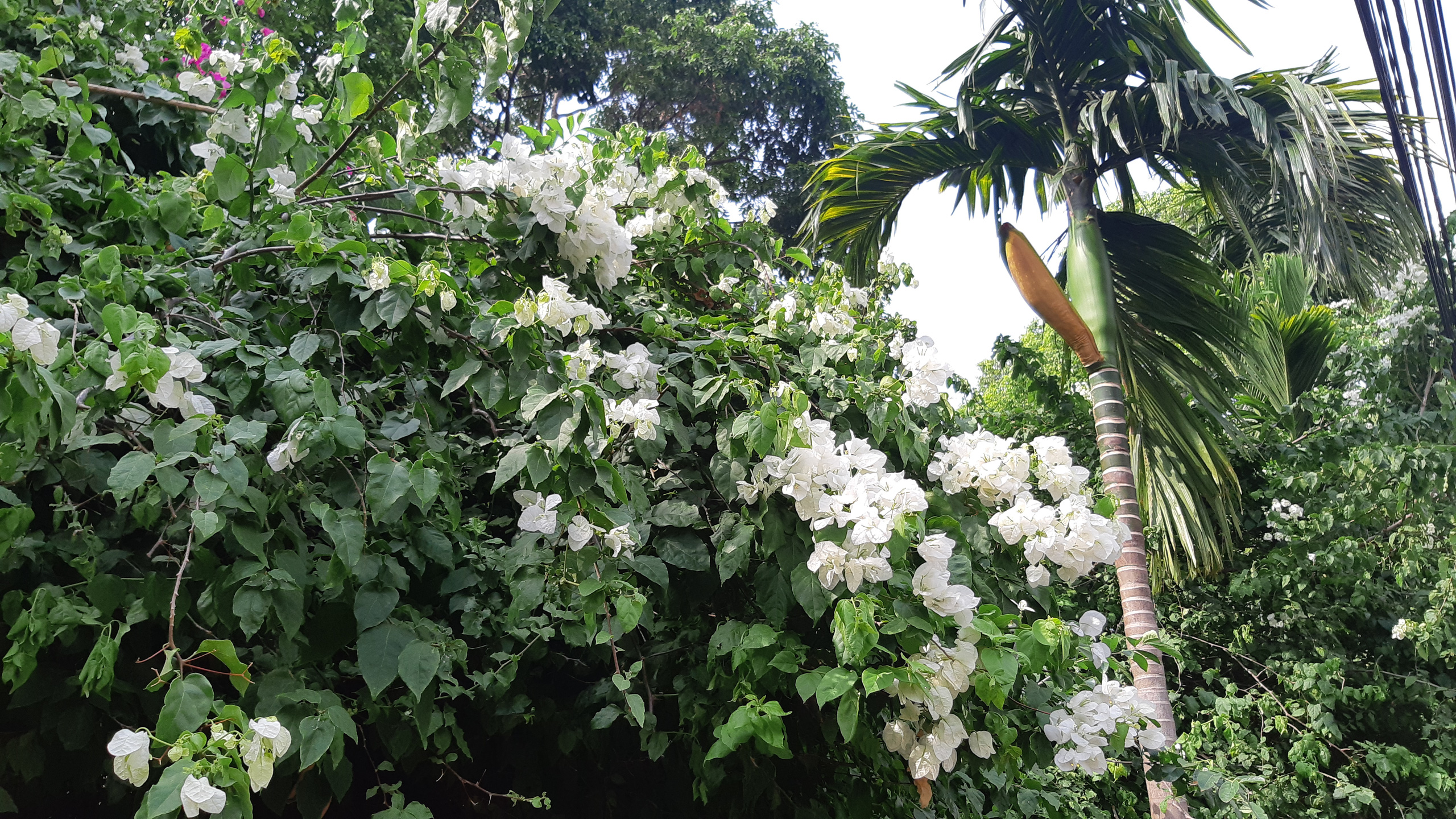 CLIP: X&oacute;t xa gi&agrave;n hoa giấy tuyệt đẹp trong hoa vi&ecirc;n bị cưa hạ - Ảnh 4.