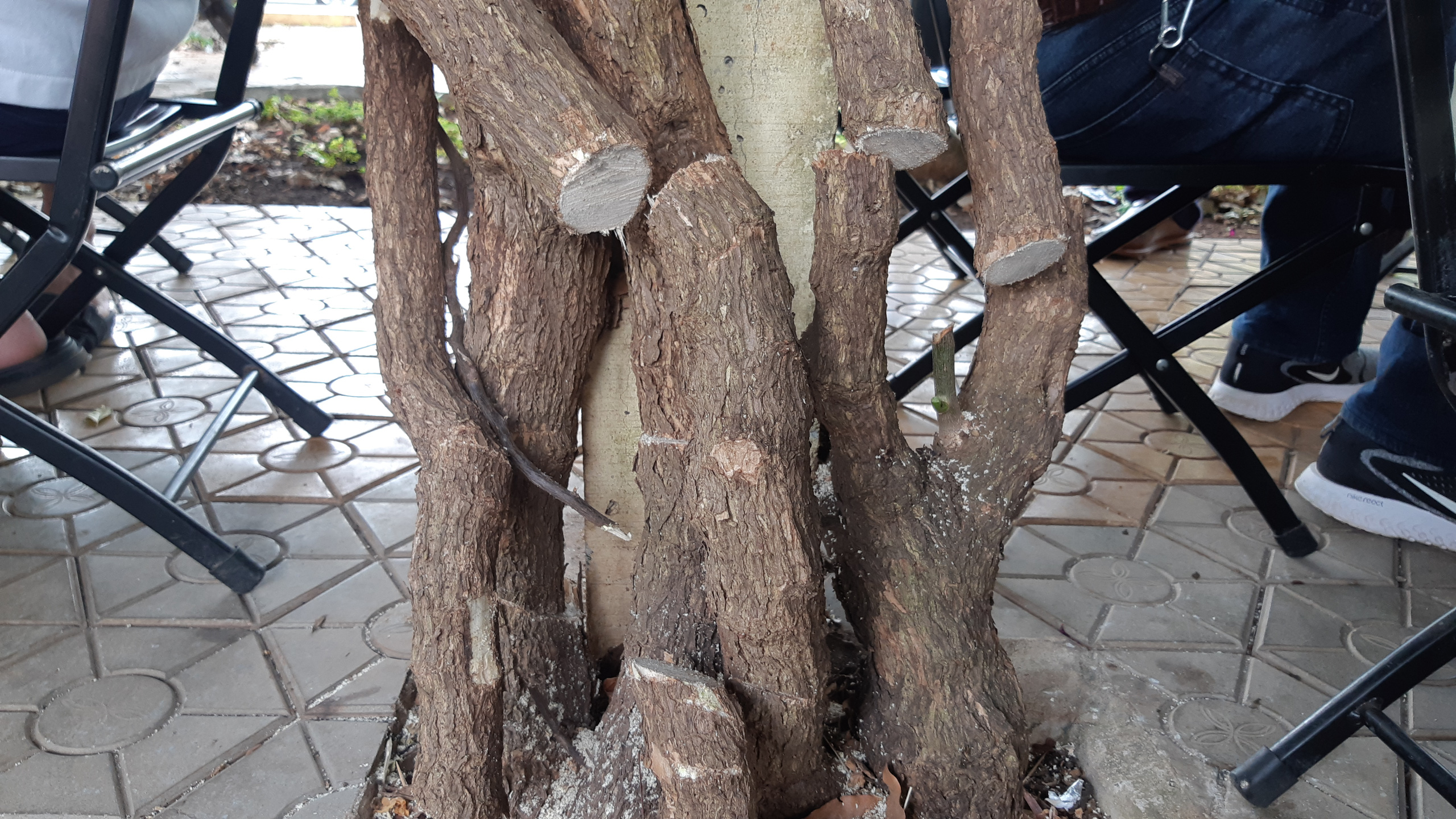 CLIP: X&oacute;t xa gi&agrave;n hoa giấy tuyệt đẹp trong hoa vi&ecirc;n bị cưa hạ - Ảnh 10.