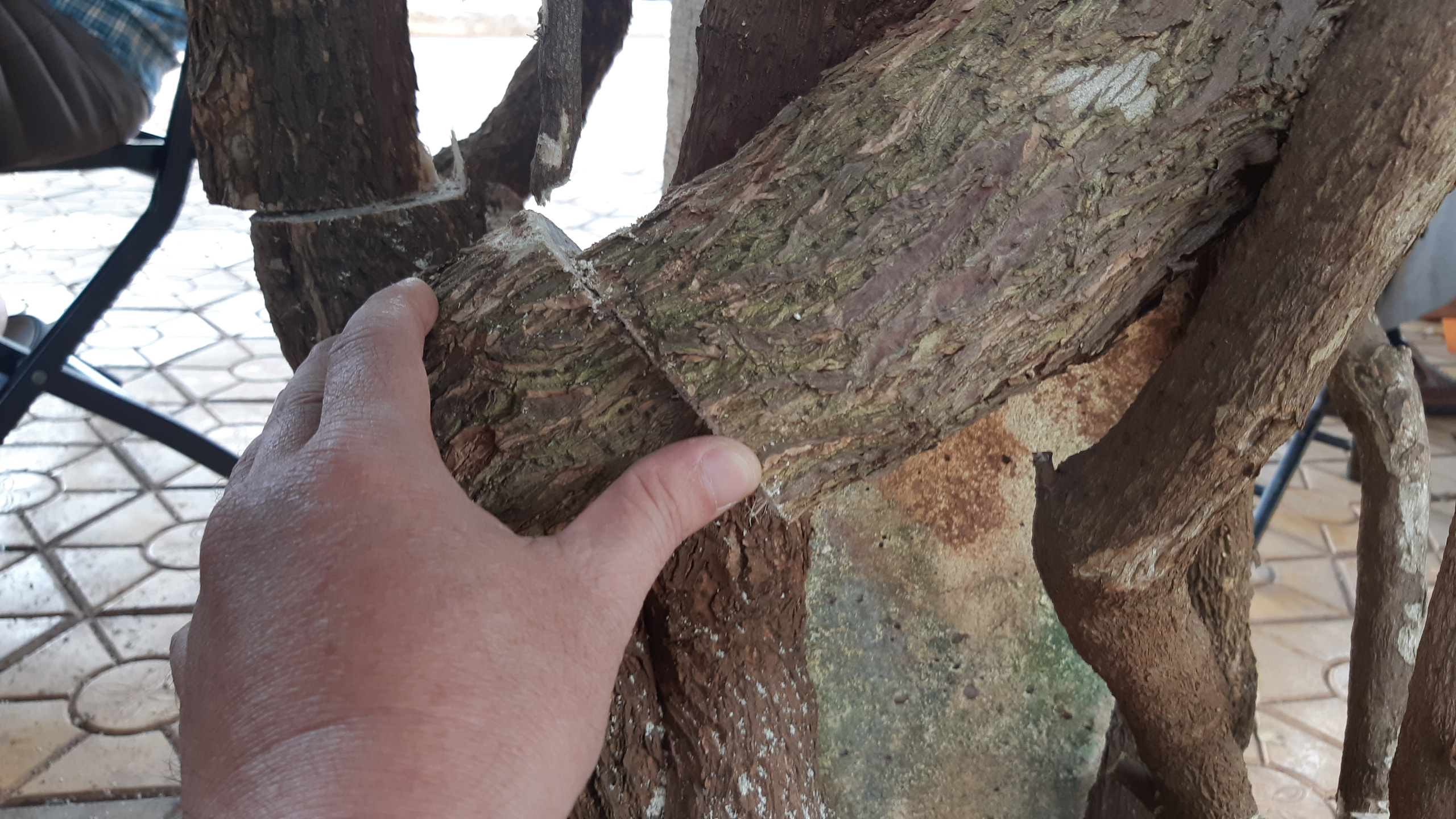 CLIP: X&oacute;t xa gi&agrave;n hoa giấy tuyệt đẹp trong hoa vi&ecirc;n bị cưa hạ - Ảnh 2.