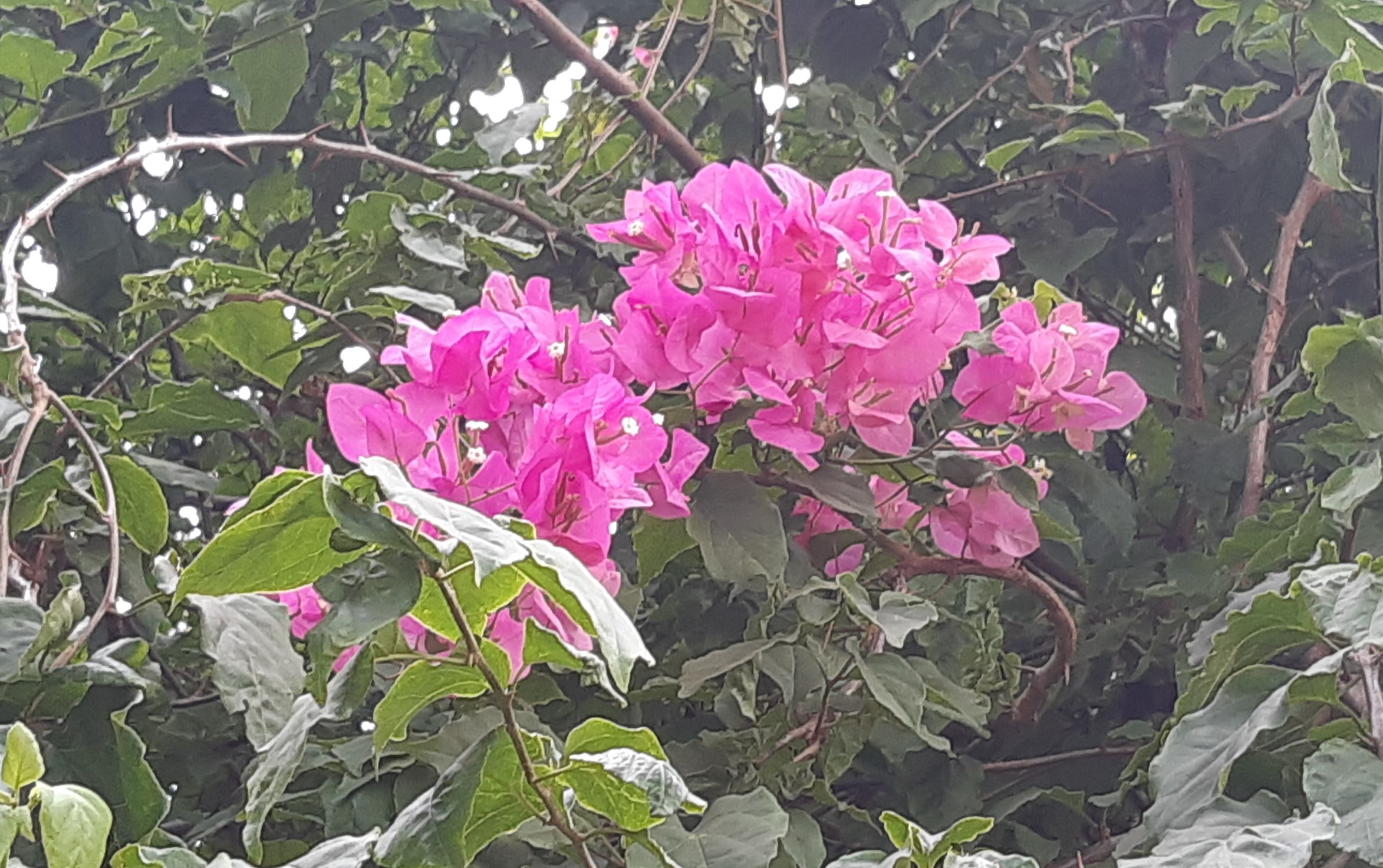 CLIP: X&oacute;t xa gi&agrave;n hoa giấy tuyệt đẹp trong hoa vi&ecirc;n bị cưa hạ - Ảnh 6.