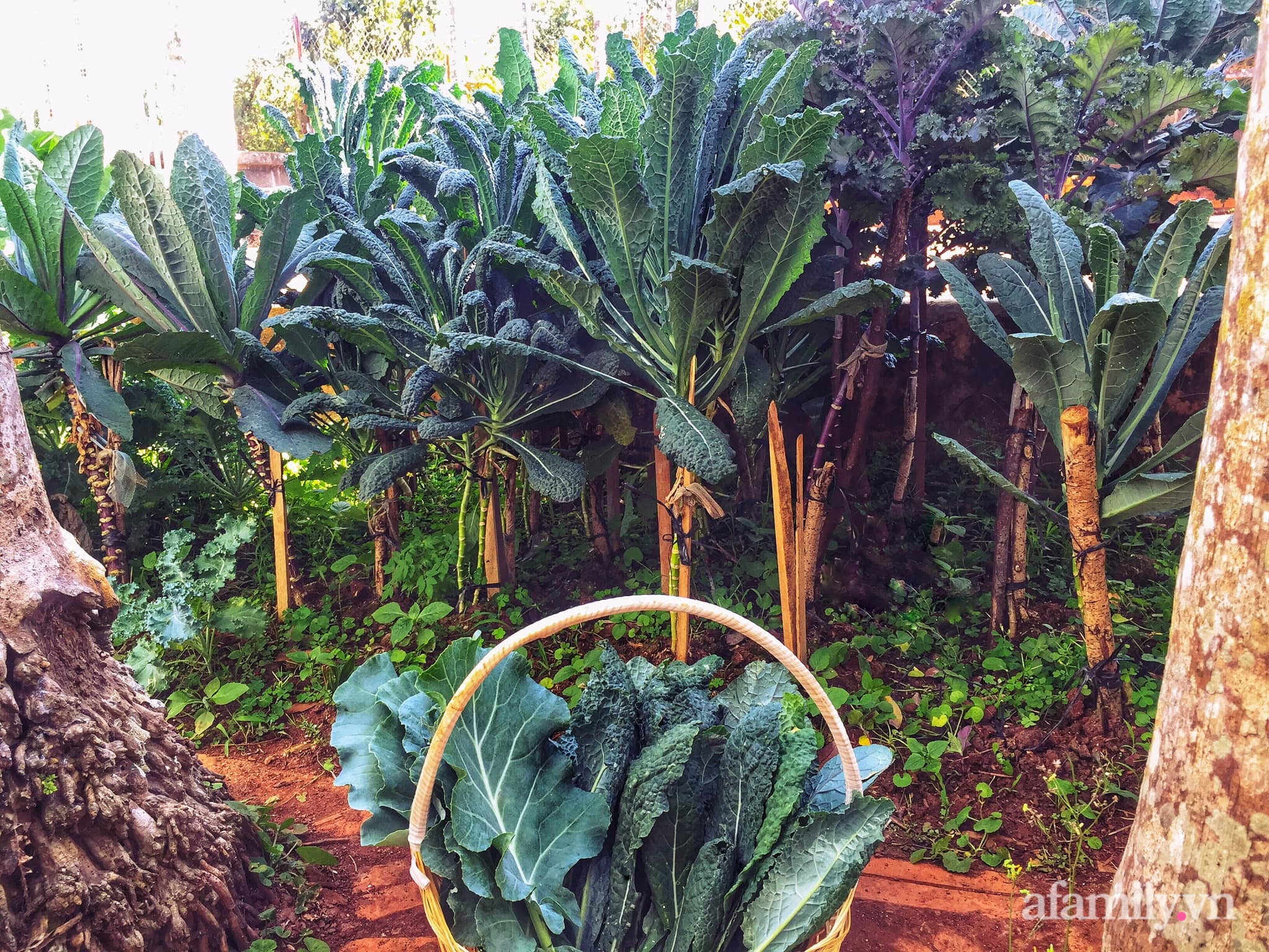 Khu vườn quanh năm tốt tươi rau quả sạch của mẹ mệnh Hỏa trồng cho con trai thưởng thức ở Đắk Lắk - Ảnh 8.