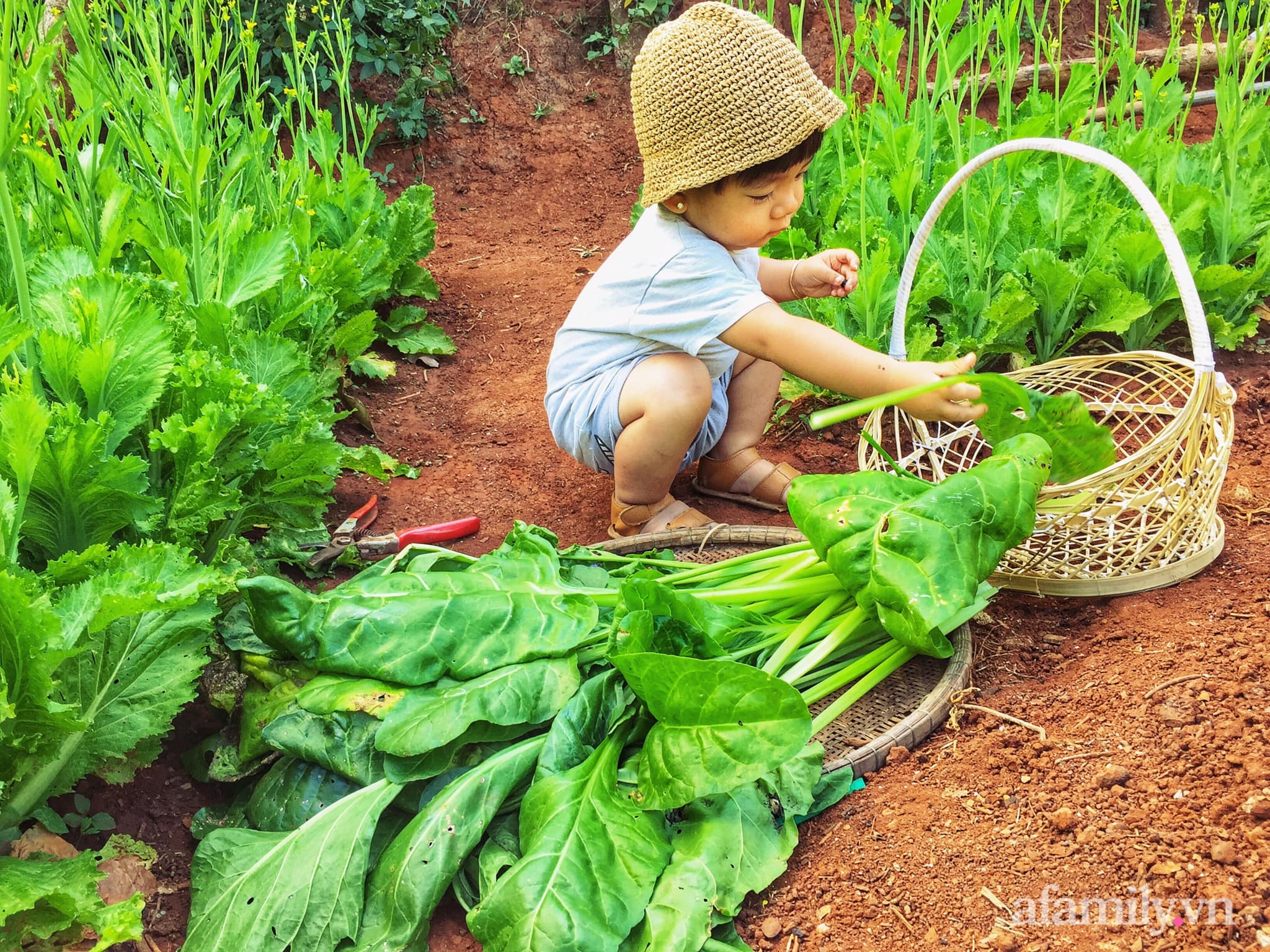 Khu vườn quanh năm tốt tươi rau quả sạch của mẹ mệnh Hỏa trồng cho con trai thưởng thức ở Đắk Lắk - Ảnh 6.