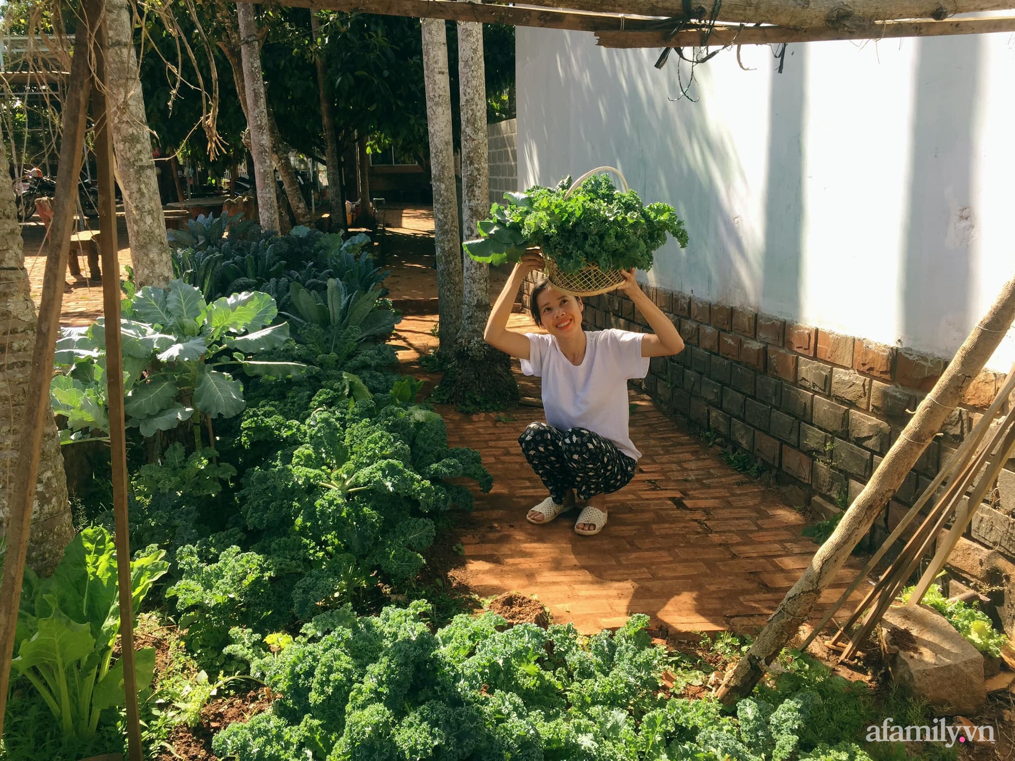 Khu vườn quanh năm tốt tươi rau quả sạch của mẹ mệnh Hỏa trồng cho con trai thưởng thức ở Đắk Lắk - Ảnh 2.