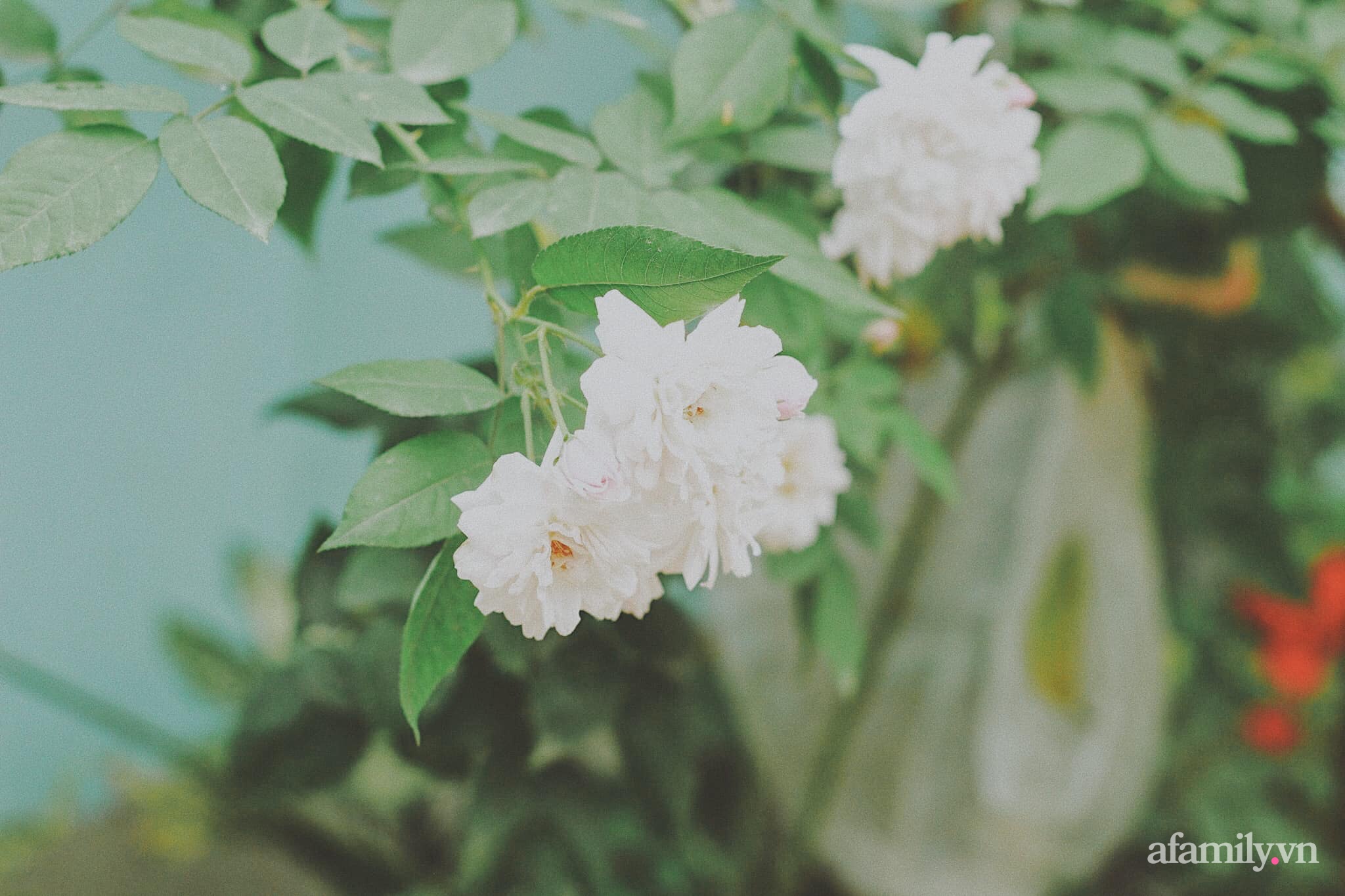Khu vườn &quot;thấp thoáng&quot; bóng dáng Đà Lạt với xanh tươi rực rỡ đủ loại cây và hoa ở Bắc Ninh - Ảnh 13.