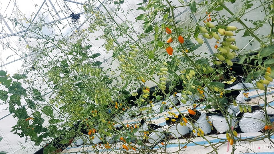 Người phụ nữ Kiên Giang đầu tư 10 triệu đồng thiết kế nhà màng trồng dưa lưới vì đam mê - Ảnh 10.