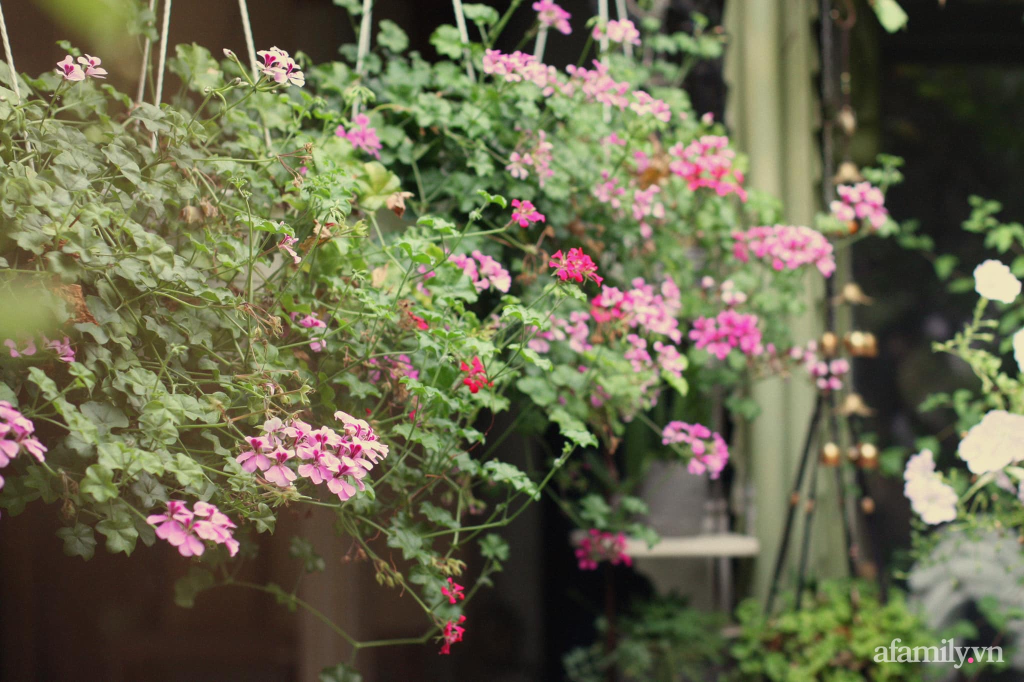 Bí quyết giúp khu vườn tốt tươi, rực rỡ sắc màu hoa lá quanh năm của người phụ nữ đảm Sài Gòn - Ảnh 1.
