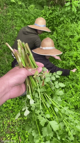 Người Việt sang Nhật Bản đi dọc đường một hồi là có đủ loại rau để ăn mà ở nước bạn lại chỉ coi là cây cỏ vô giá trị - Ảnh 1.