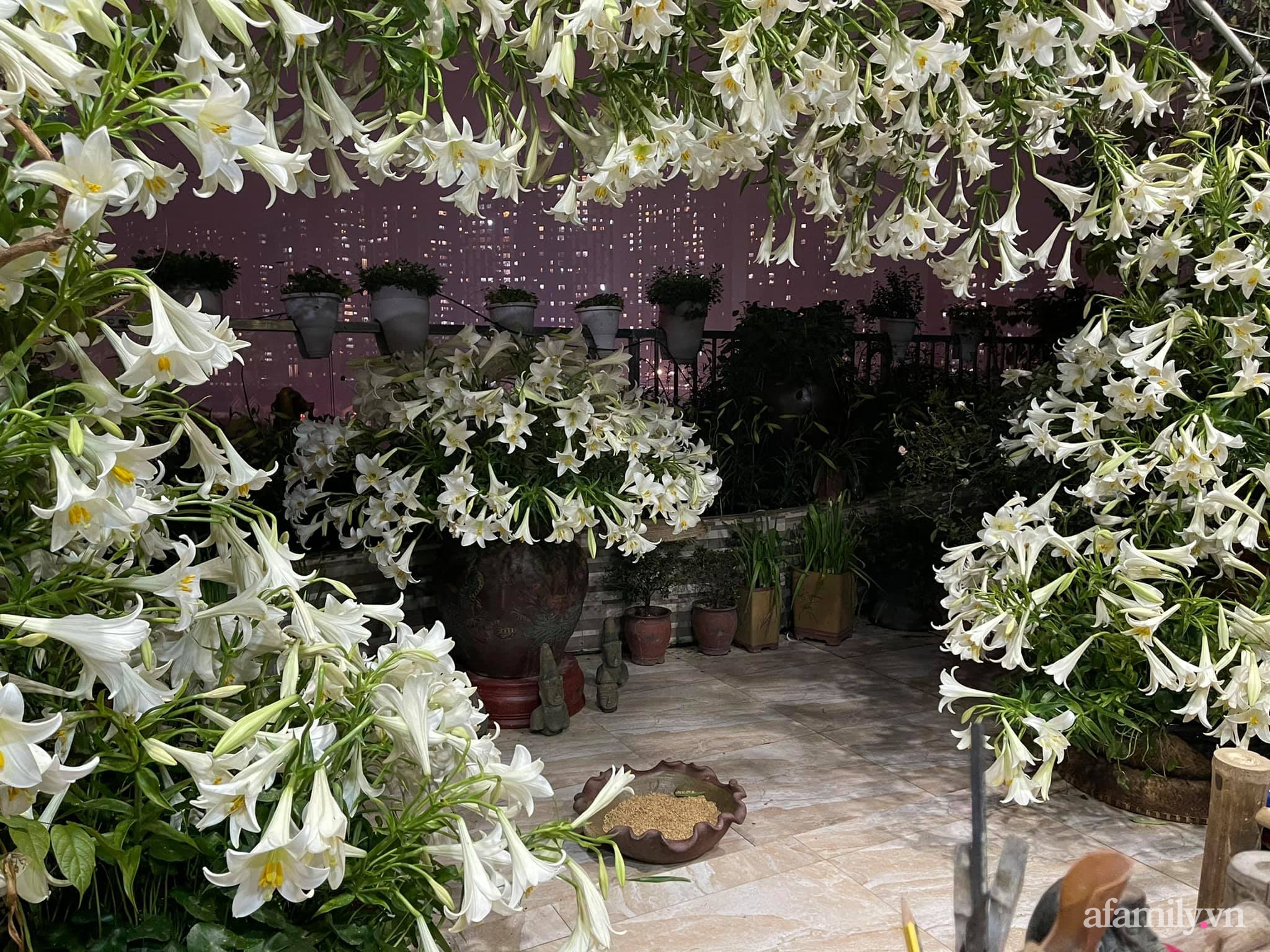 Sân thượng tháng 4 đẹp thanh khiết dịu dàng với 3500 bông loa kèn tỏa sắc hương nhờ bàn tay khéo léo của người phụ nữ Hà Thành - Ảnh 7.