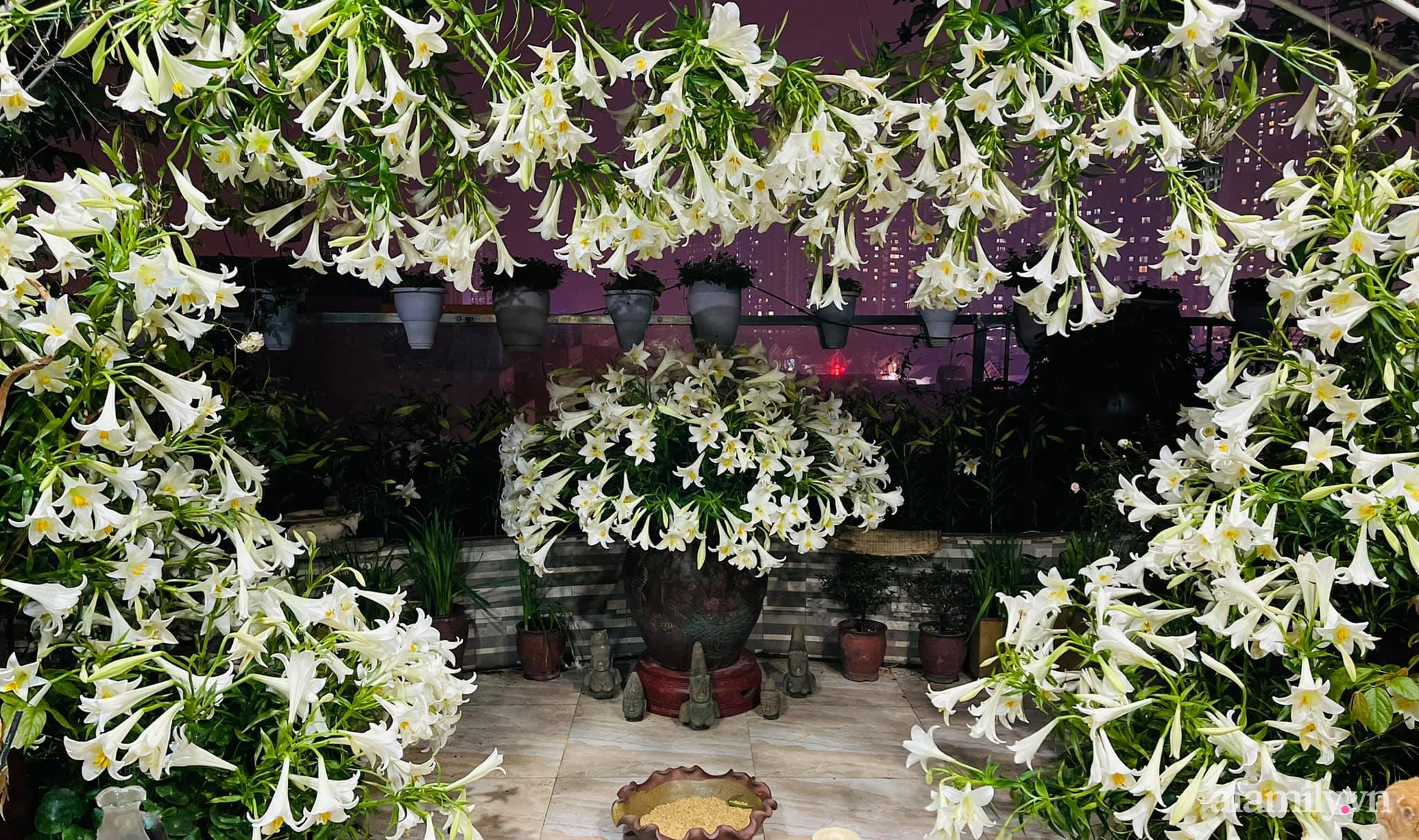 Sân thượng tháng 4 đẹp thanh khiết dịu dàng với 3500 bông loa kèn tỏa sắc hương nhờ bàn tay khéo léo của người phụ nữ Hà Thành - Ảnh 19.