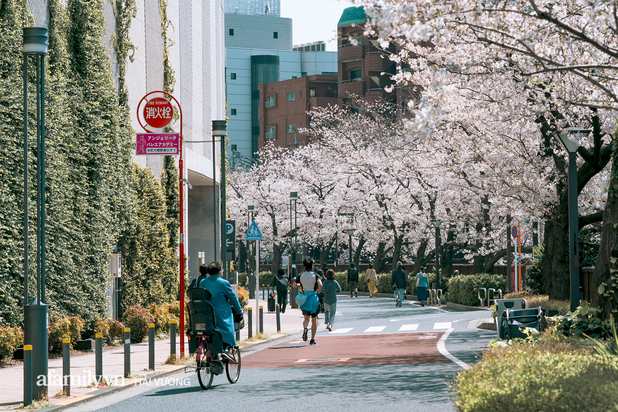 Đẹp ngây ngất cảnh tượng toàn bộ thủ đô Tokyo được bảo trùm trong sắc hoa anh đào nở sớm nhất trong 1.200 năm - Ảnh 6. Đẹp ngây ngất cảnh tượng toàn bộ thủ đô Tokyo được bảo trùm trong sắc hoa anh đào nở sớm nhất trong 1.200 năm - Ảnh 6.