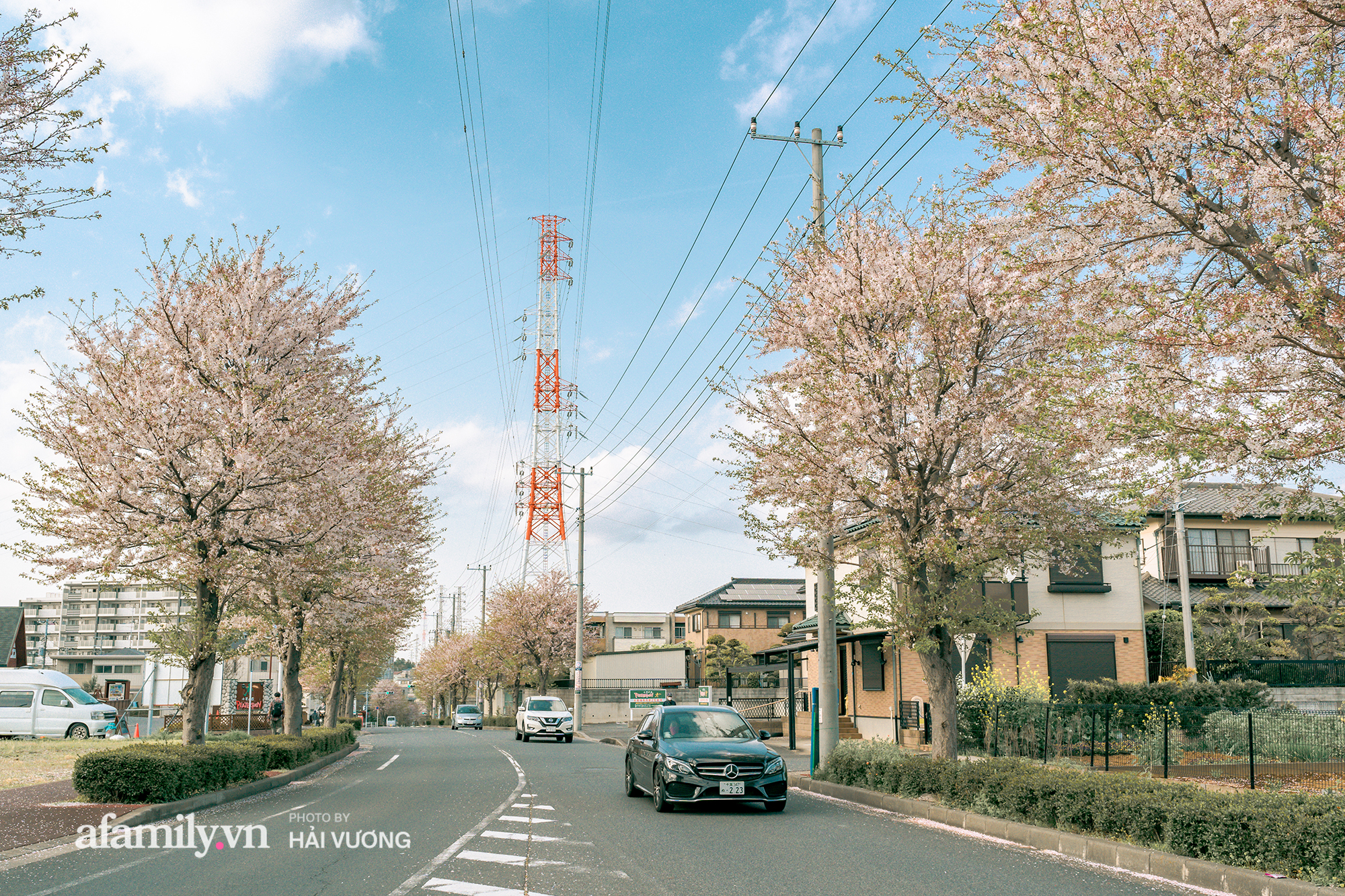 Đẹp ngây ngất cảnh tượng toàn bộ thủ đô Tokyo được bảo trùm trong sắc hoa anh đào nở sớm nhất trong 1.200 năm - Ảnh 10. Đẹp ngây ngất cảnh tượng toàn bộ thủ đô Tokyo được bảo trùm trong sắc hoa anh đào nở sớm nhất trong 1.200 năm - Ảnh 10.
