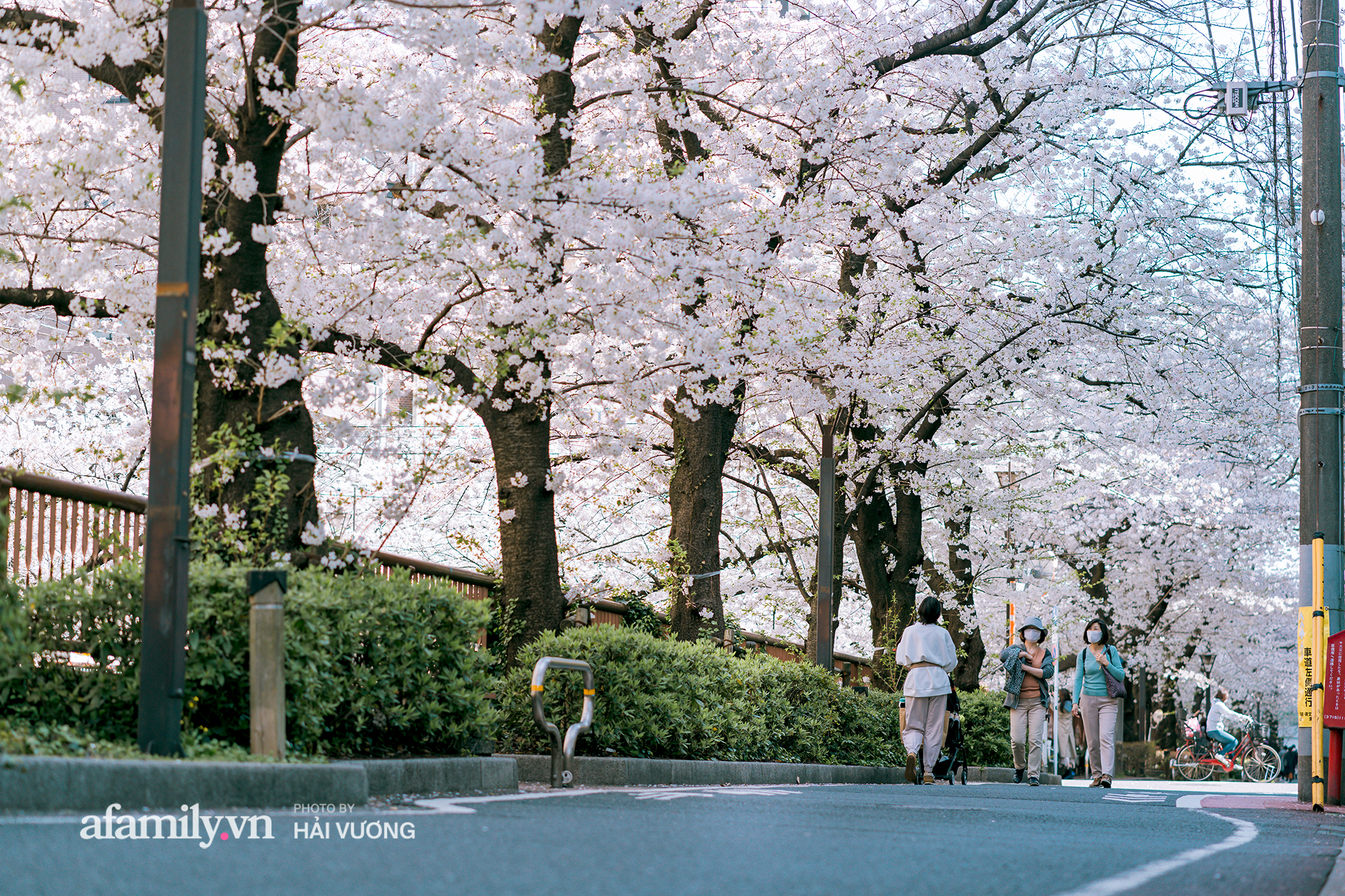Đẹp ngây ngất cảnh tượng toàn bộ thủ đô Tokyo được bảo trùm trong sắc hoa anh đào nở sớm nhất trong 1.200 năm - Ảnh 7. Đẹp ngây ngất cảnh tượng toàn bộ thủ đô Tokyo được bảo trùm trong sắc hoa anh đào nở sớm nhất trong 1.200 năm - Ảnh 7.