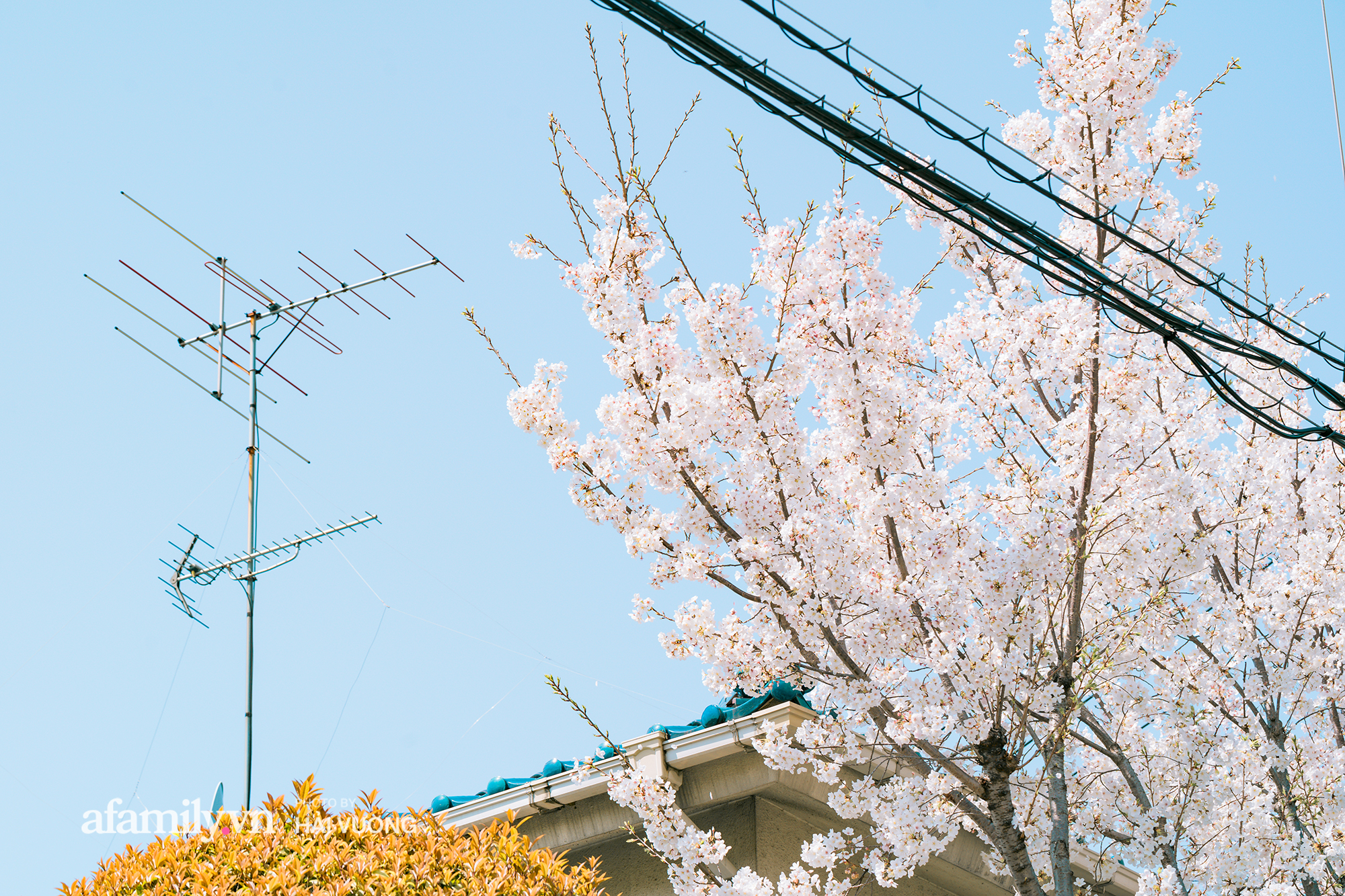 Đẹp ngây ngất cảnh tượng toàn bộ thủ đô Tokyo được bảo trùm trong sắc hoa anh đào nở sớm nhất trong 1.200 năm - Ảnh 9. Đẹp ngây ngất cảnh tượng toàn bộ thủ đô Tokyo được bảo trùm trong sắc hoa anh đào nở sớm nhất trong 1.200 năm - Ảnh 9.