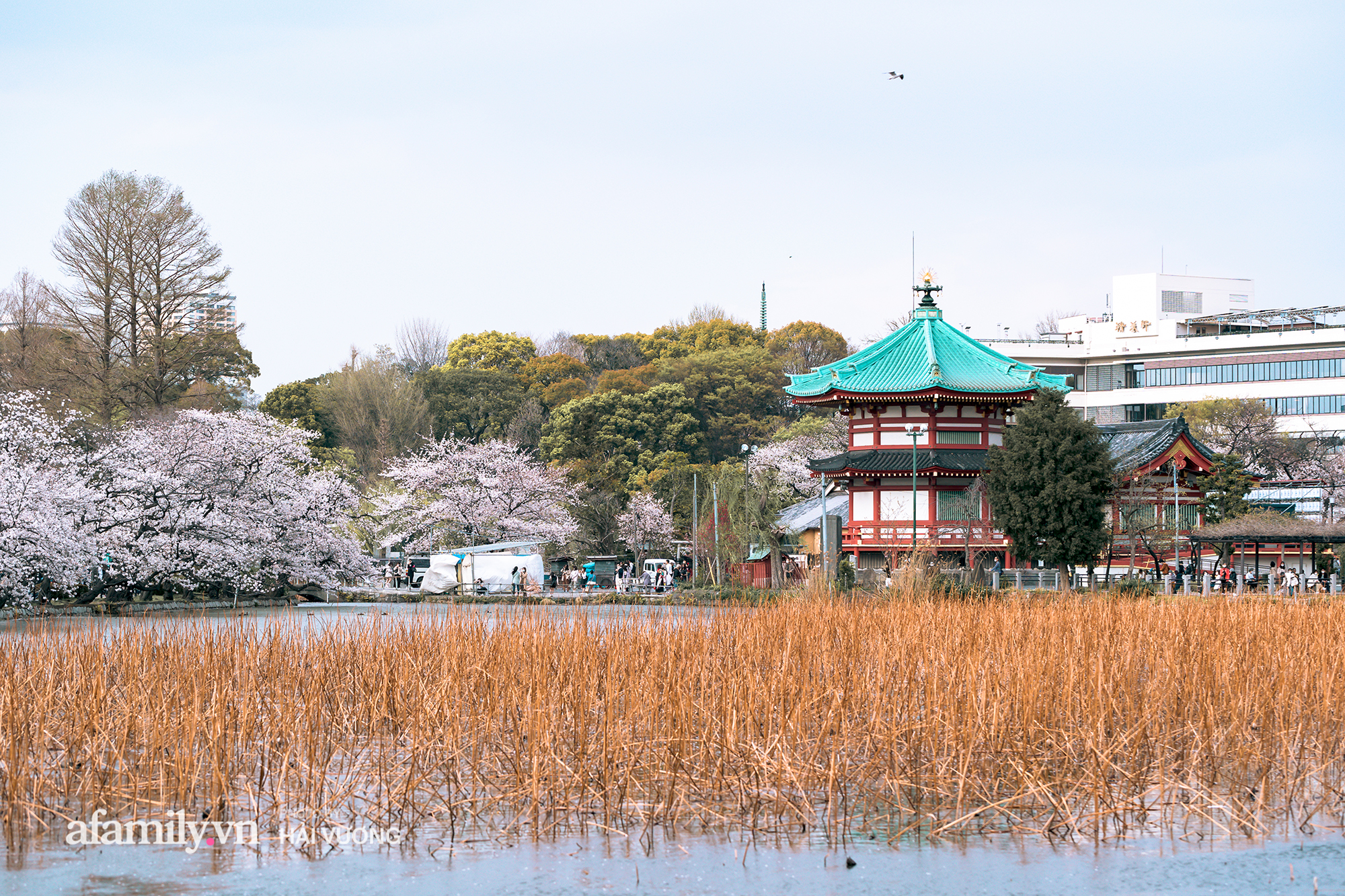 Đẹp ngây ngất cảnh tượng toàn bộ thủ đô Tokyo được bảo trùm trong sắc hoa anh đào nở sớm nhất trong 1.200 năm - Ảnh 13. Đẹp ngây ngất cảnh tượng toàn bộ thủ đô Tokyo được bảo trùm trong sắc hoa anh đào nở sớm nhất trong 1.200 năm - Ảnh 13.