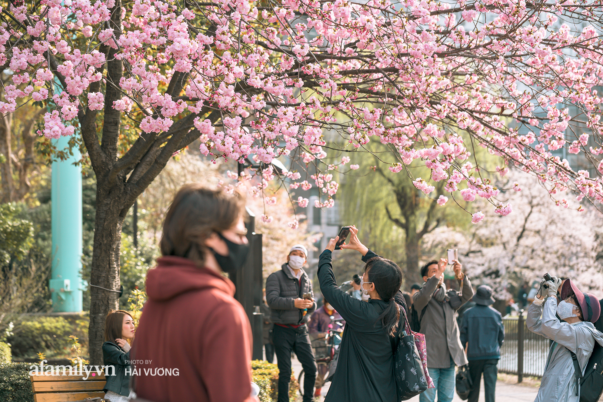 Đẹp ngây ngất cảnh tượng toàn bộ thủ đô Tokyo được bảo trùm trong sắc hoa anh đào nở sớm nhất trong 1.200 năm - Ảnh 8.