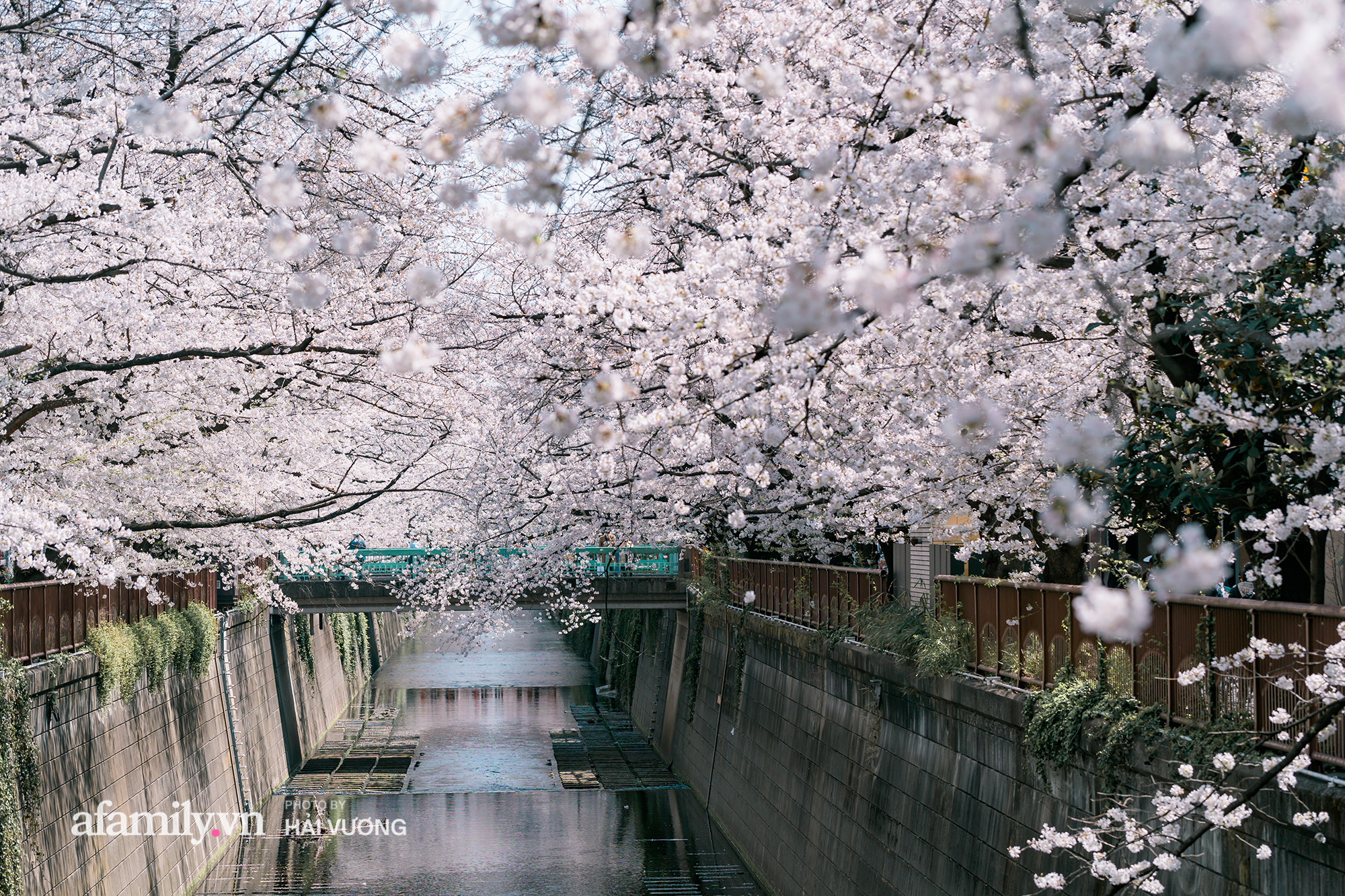 Siêu ngây ngất cảnh toàn thủ đô Tokyo bao trùm dưới hàng trăm nghìn cây hoa anh đào bởi hiện tượng nở sớm nhất trong 1.200 năm qua ống kính của anh chàng người Việt - Ảnh 3.