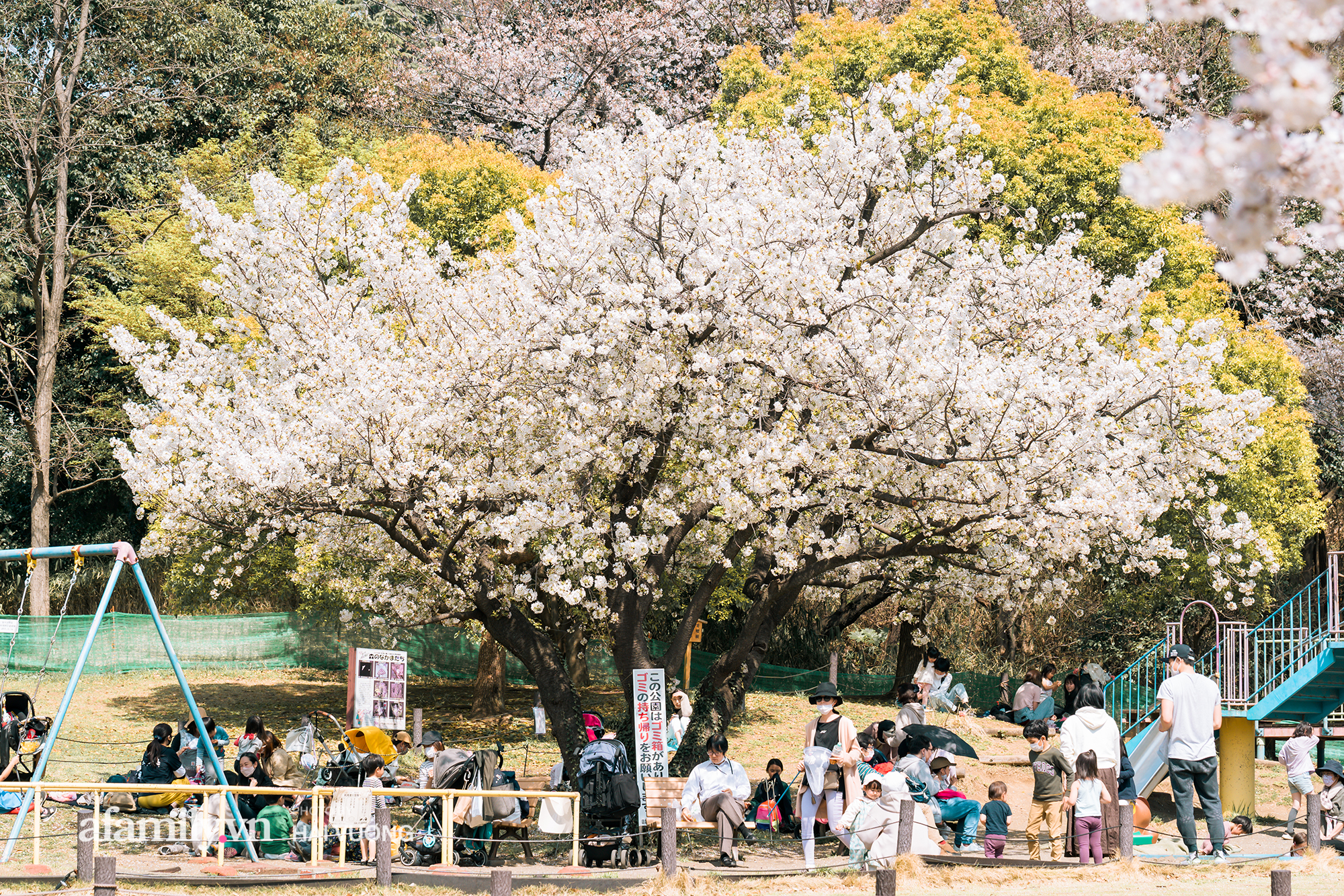 Siêu ngây ngất cảnh toàn thủ đô Tokyo bao trùm dưới hàng trăm nghìn cây hoa anh đào bởi hiện tượng nở sớm nhất trong 1.200 năm qua ống kính của anh chàng người Việt - Ảnh 1.