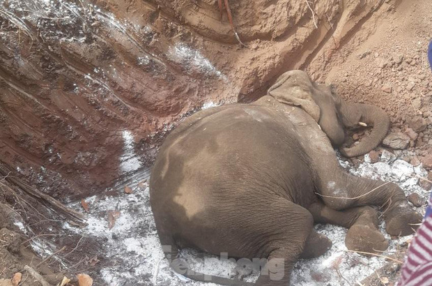 Thêm một cá thể voi nhà hơn 60 tuổi bị chết ở Đắk Lắk - Ảnh 1.