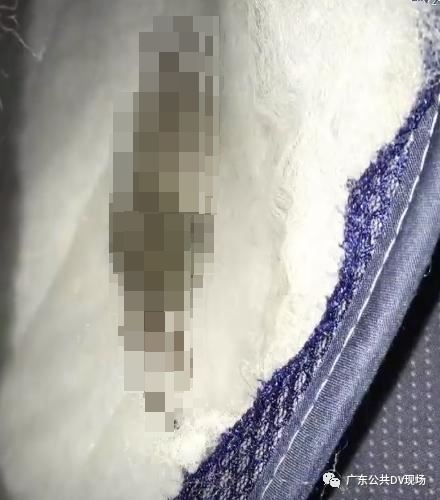 Phòng ngủ đột nhiên bốc mùi hôi nồng nặc, ruồi nhặng bu đầy, gia đình rợn người phát hiện ra sự thật bên trong tấm nệm mới mua - Ảnh 3. Phòng ngủ đột nhiên bốc mùi hôi nồng nặc, ruồi nhặng bu đầy, gia đình rợn người phát hiện ra sự thật bên trong tấm nệm mới mua - Ảnh 3.