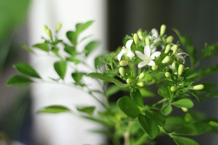 Các loại cây có thể khiến mọi căn phòng trong nhà của bạn trở nên thơm mát, dễ chịu trong màu hè - Ảnh 3.